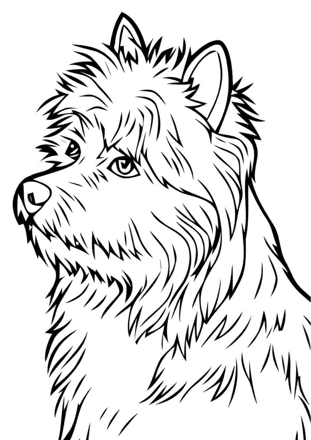 Раскраска собака Йорк