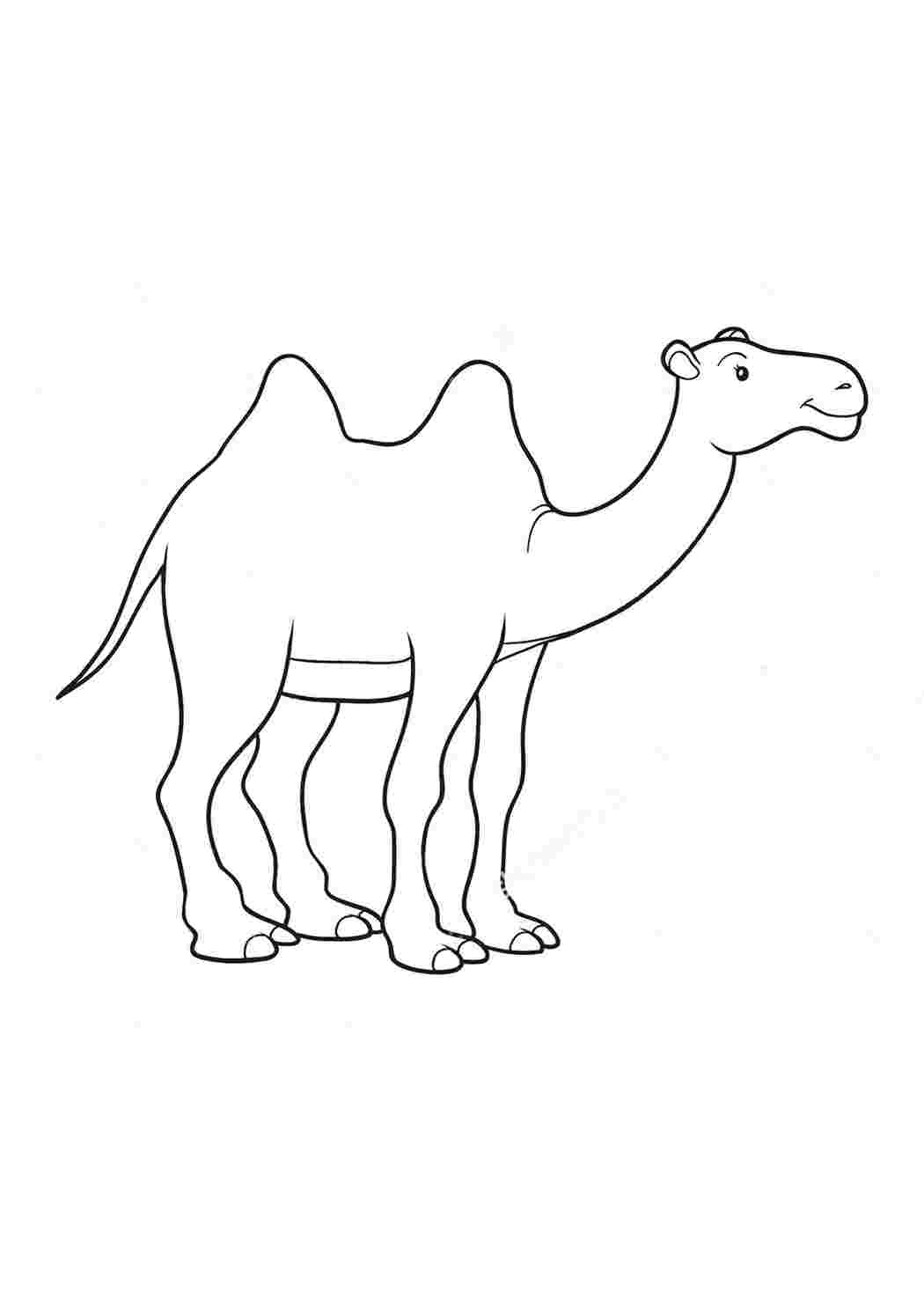 Верблюд рисунок карандашом для срисовки