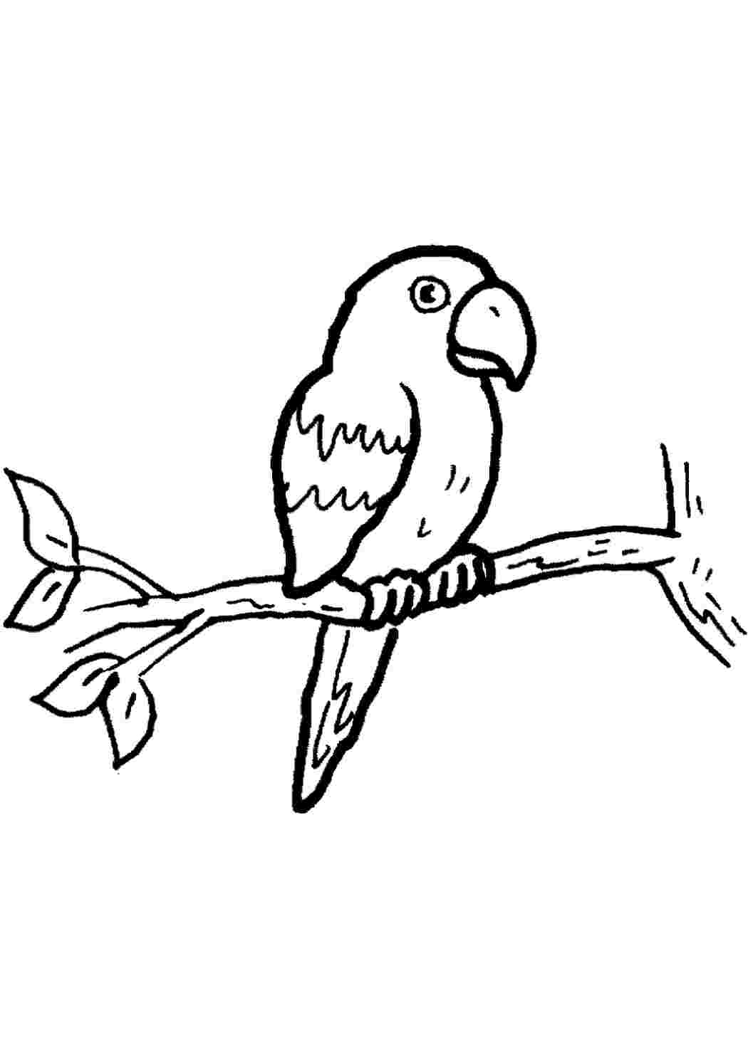 Раскраска для раскрашивания маркерами попугай