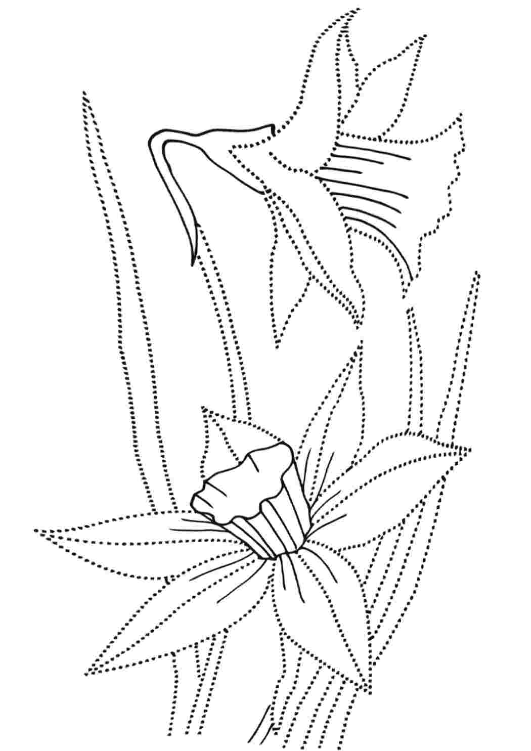 Нарцисс картинка для детей раскраска