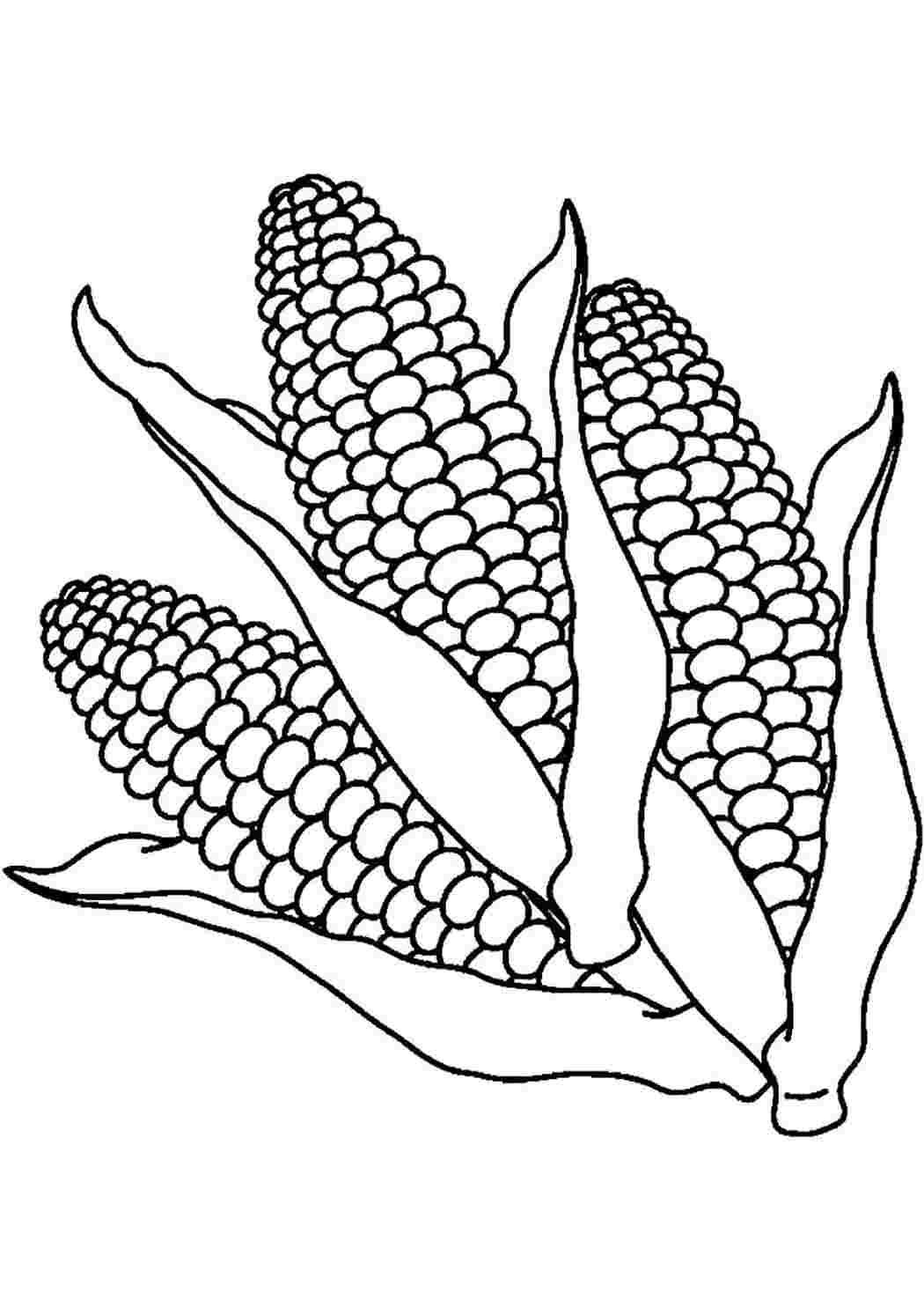 Раскраска овощи кукуруза
