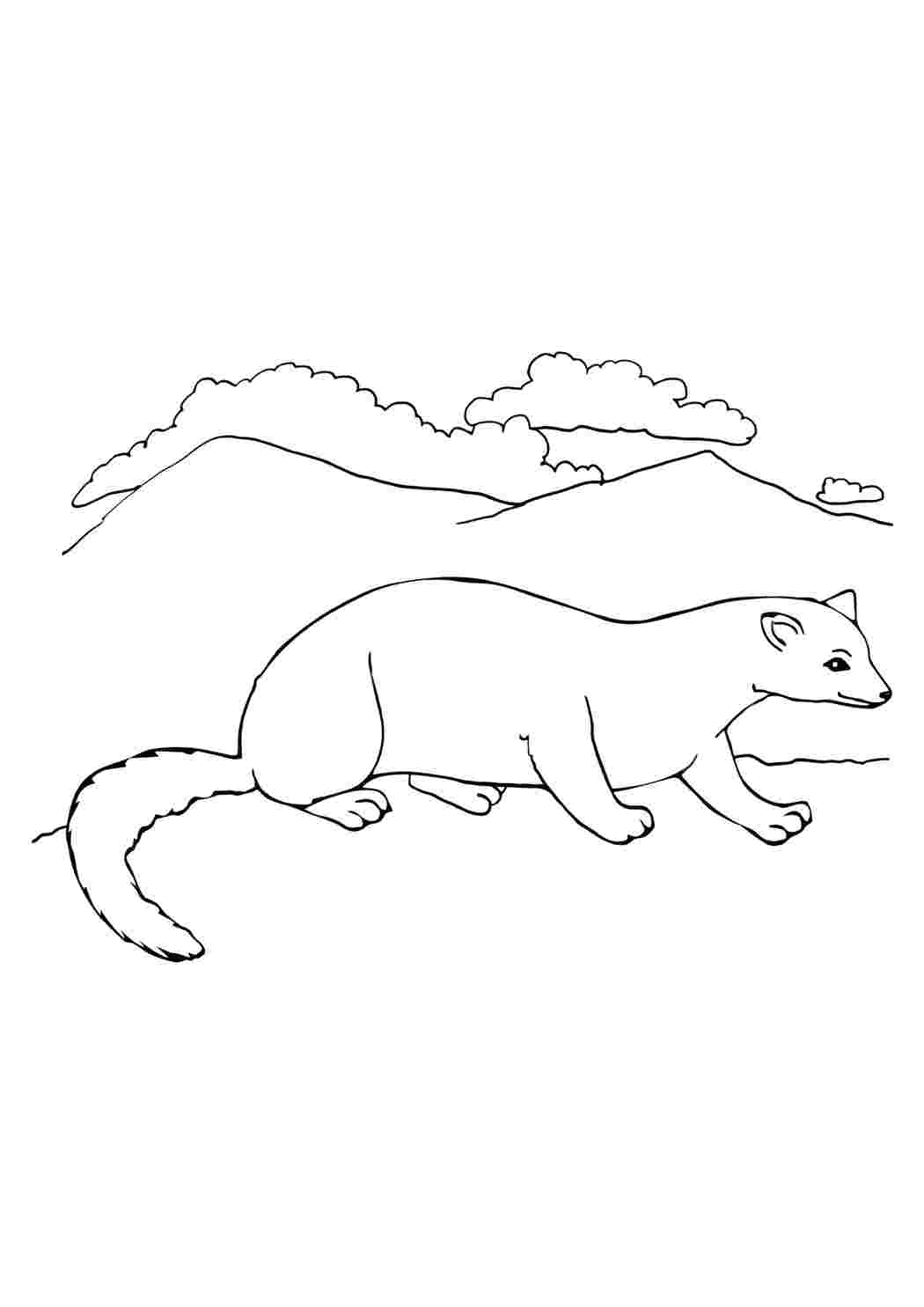 Соболь Раскраски
