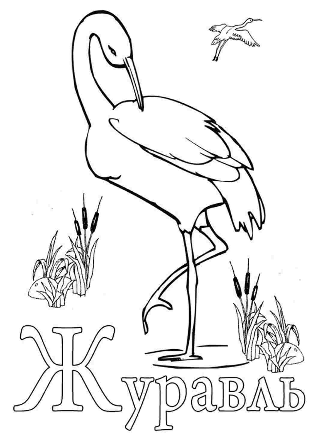 Раскраски перелетные птицы журавль