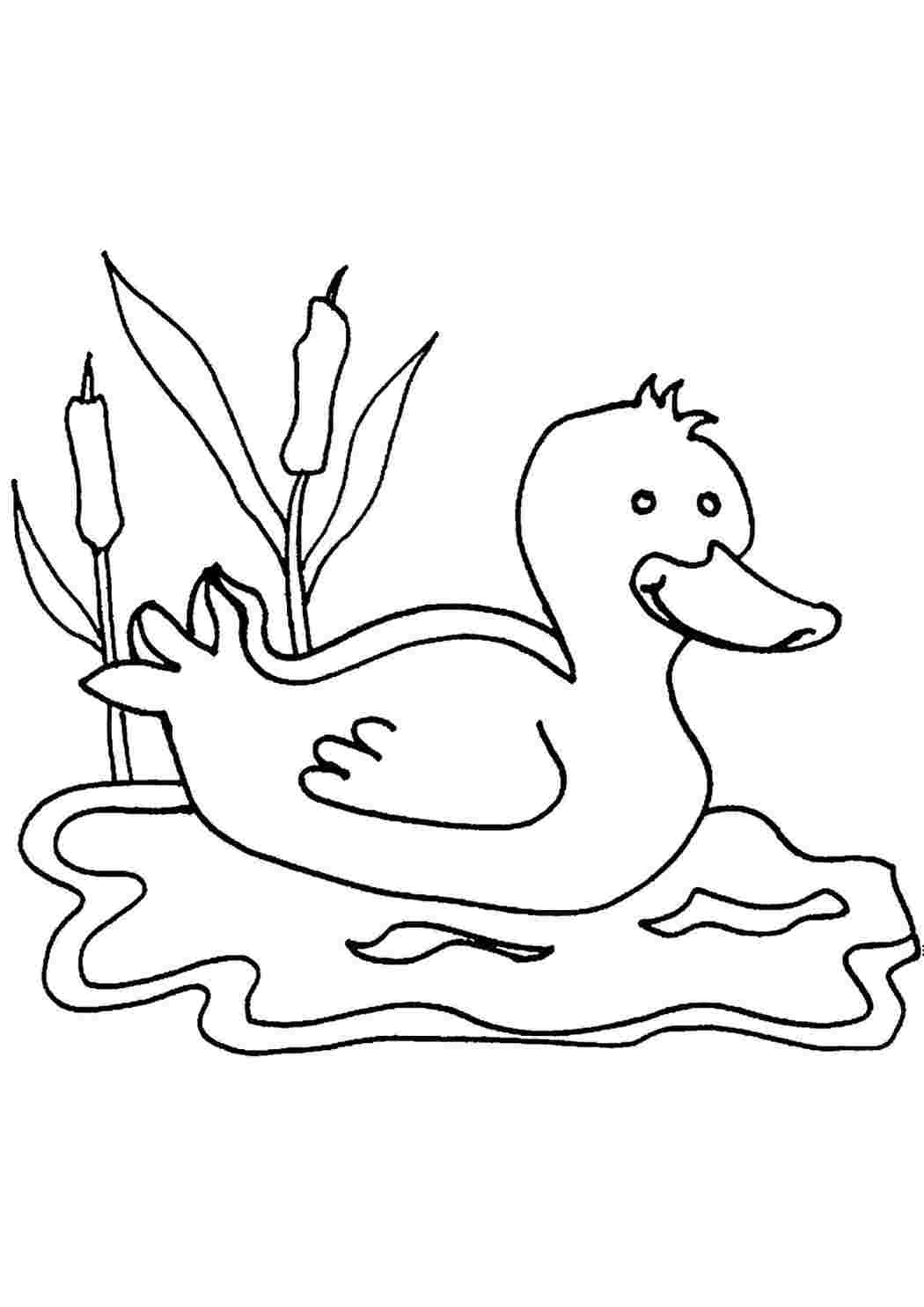 Рисунок утка раскраска для детей