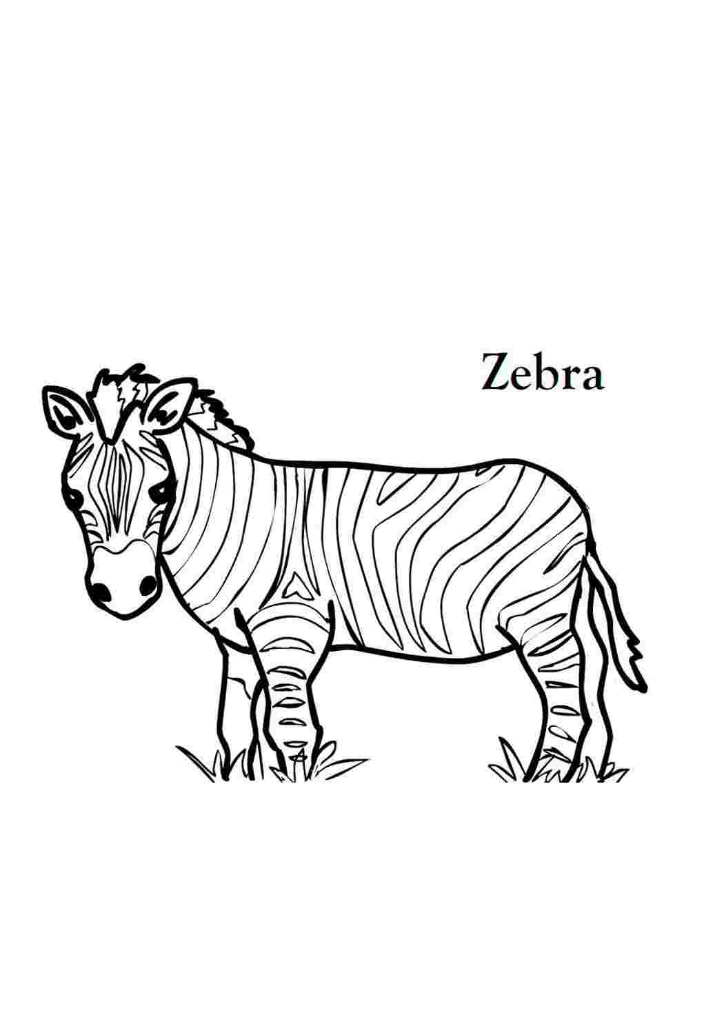 Зебра картинка для детей раскраска. Зебра раскраска для детей. Раскраски животные для детей. Зебра раскраска для малышей. Zebra coloring.
