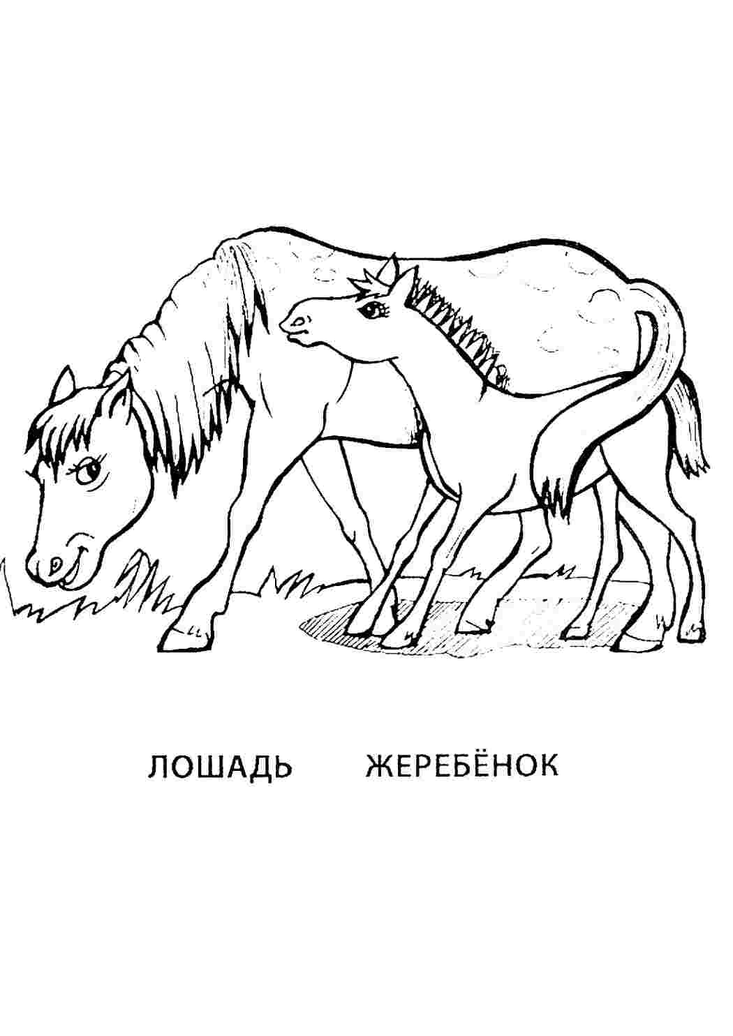 Раскраски, Раскраска Раскраска лошадь и жеребенок распечатать. Разукраски. Раскраска  Раскраска курица и цыплята распечатать. Бесплатно найти раскраску. Раскраска  Раскраска Ферби Бум игрушка номер 1 распечатать. Раскраски без СМС. Раскраска  Раскраска С Днем