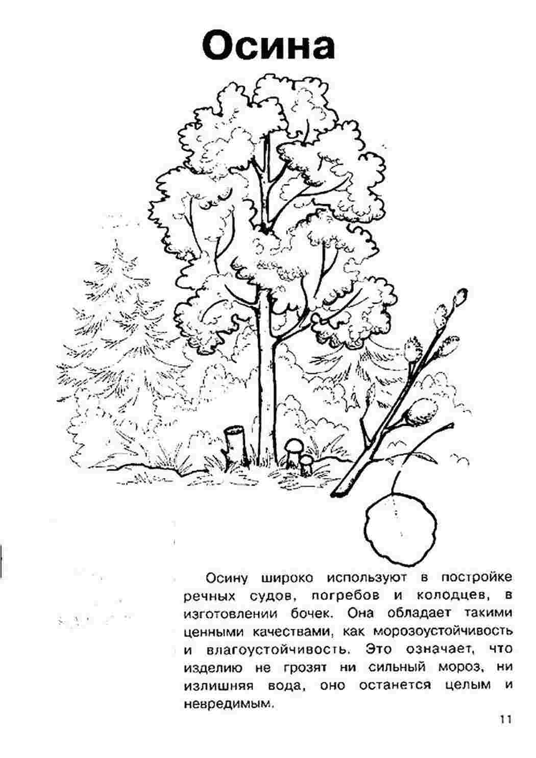 Раскраска виды деревьев
