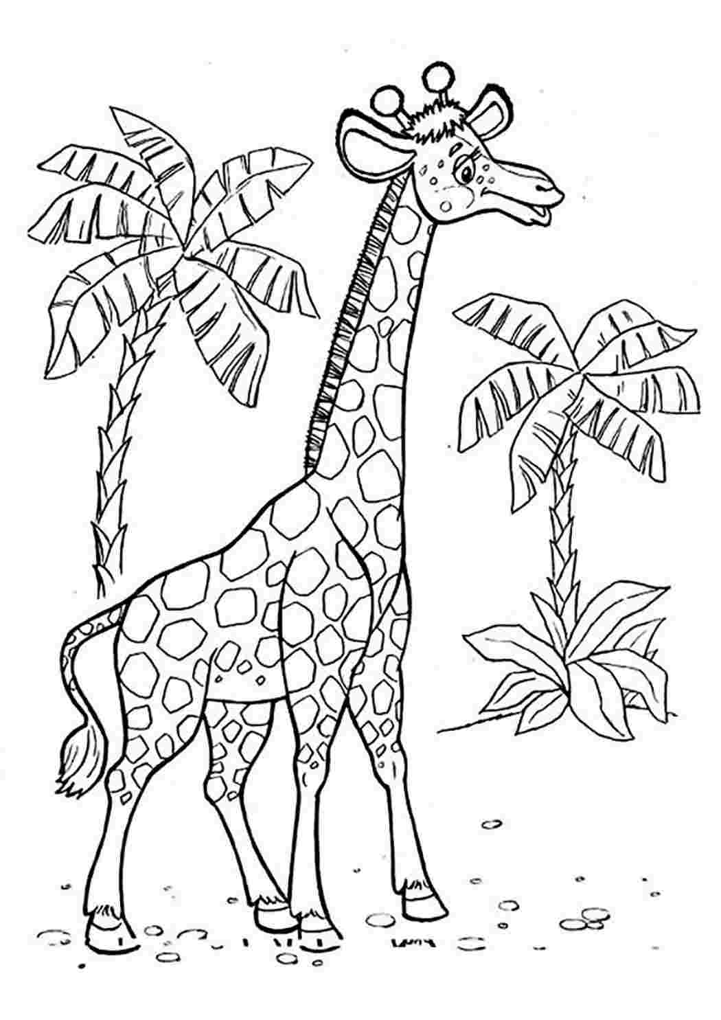 Жираф раскраска для малышей