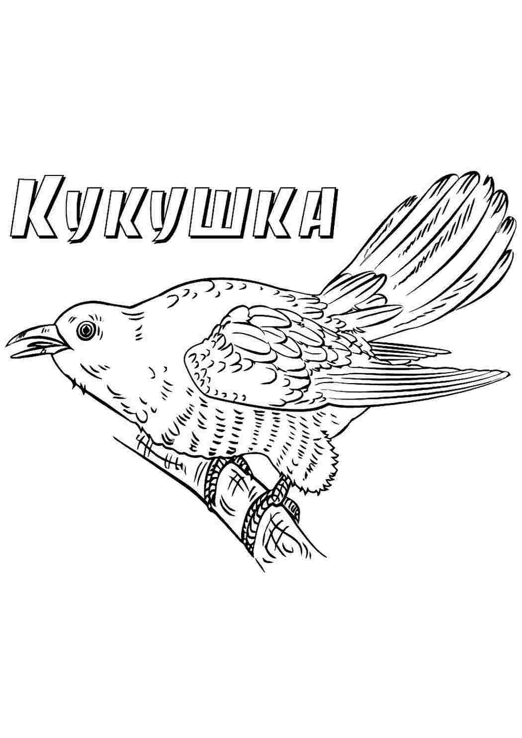 Кукушка Раскраски