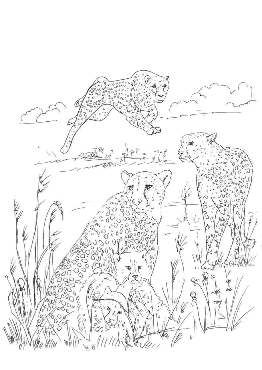 Семья гепардов раскраска