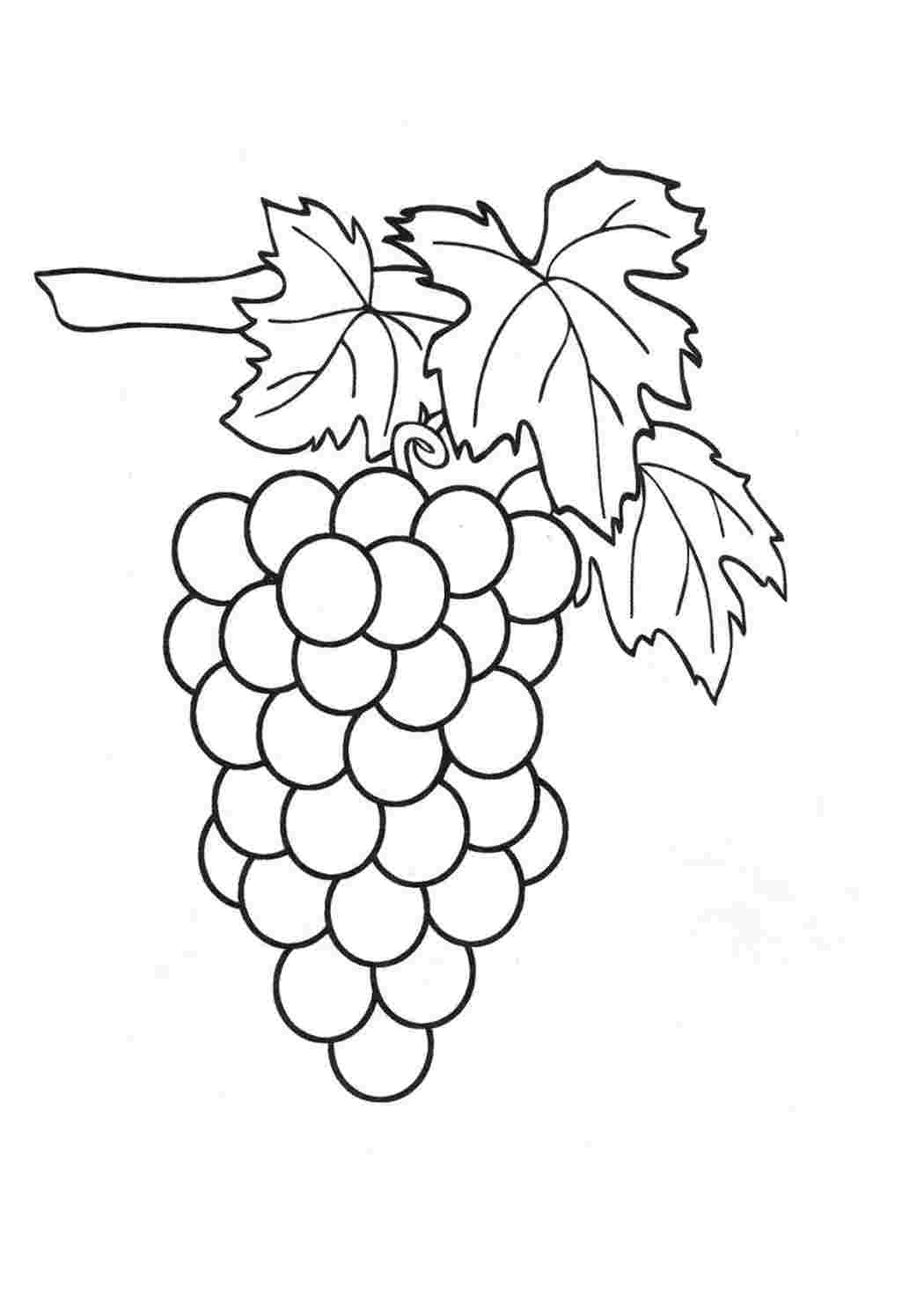 Раскраска Виноградная гроздь