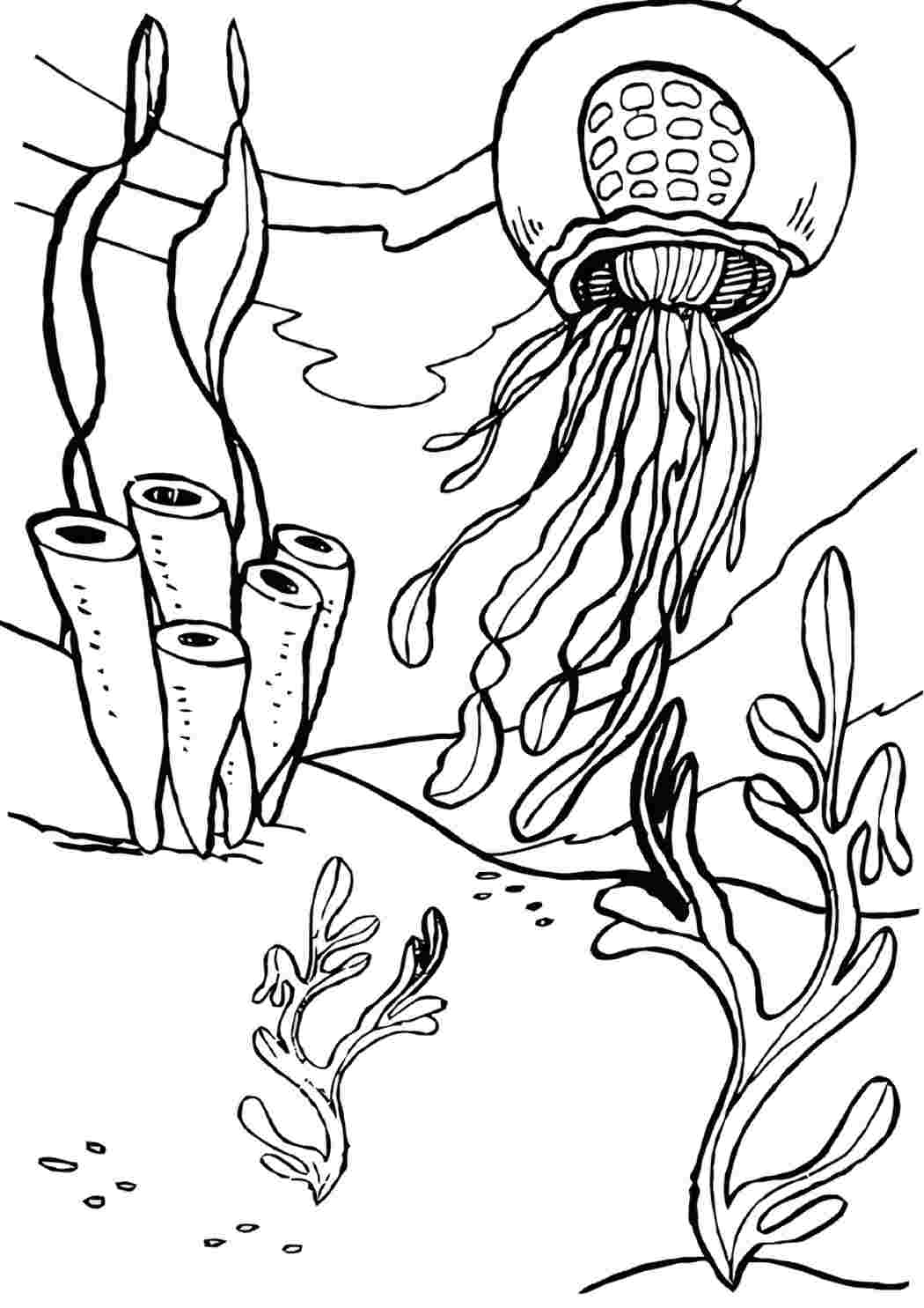 Подводные растения раскраска