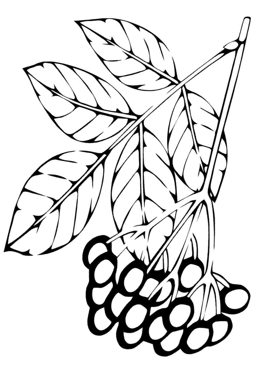 Раскраска листьев рябины
