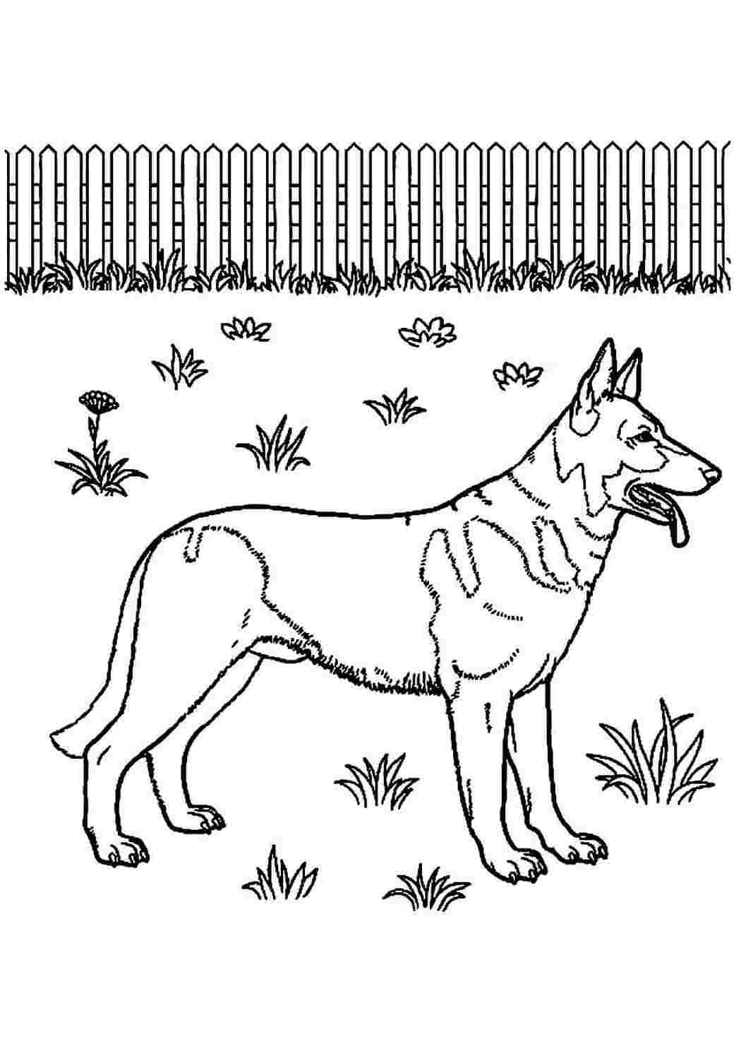 Раскраска догдей. Раскраска немецкая овчарка. Разукрашки скуби ду. Щенок. Раскраска хаски.