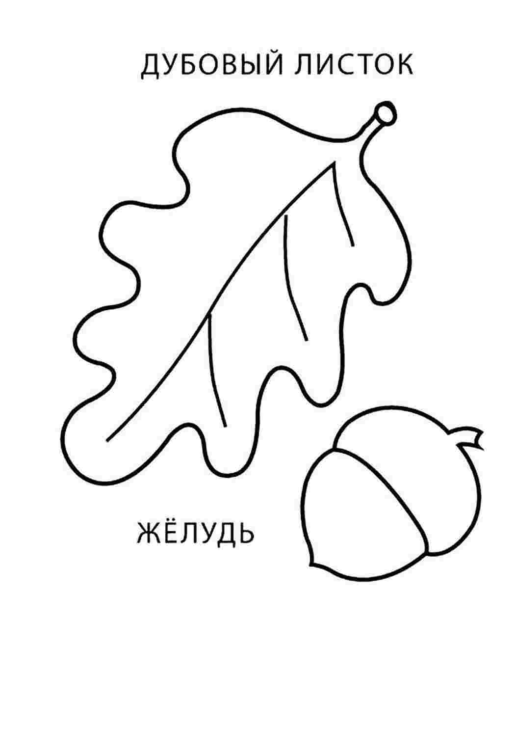Желуди раскраска