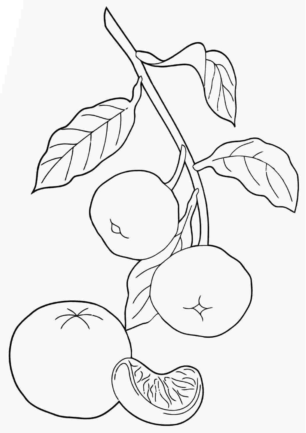Раскраска фрукты мандарин