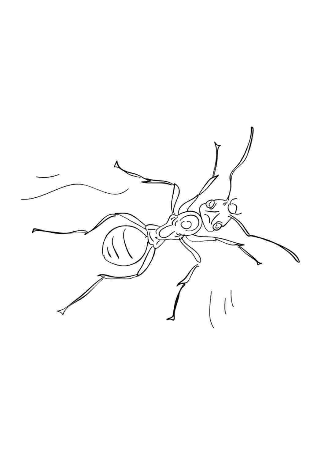 Как нарисовать муравья. Муравей раскраска. Муравейник раскраска. Раскраска муравьев. Муравей картинка раскраска.