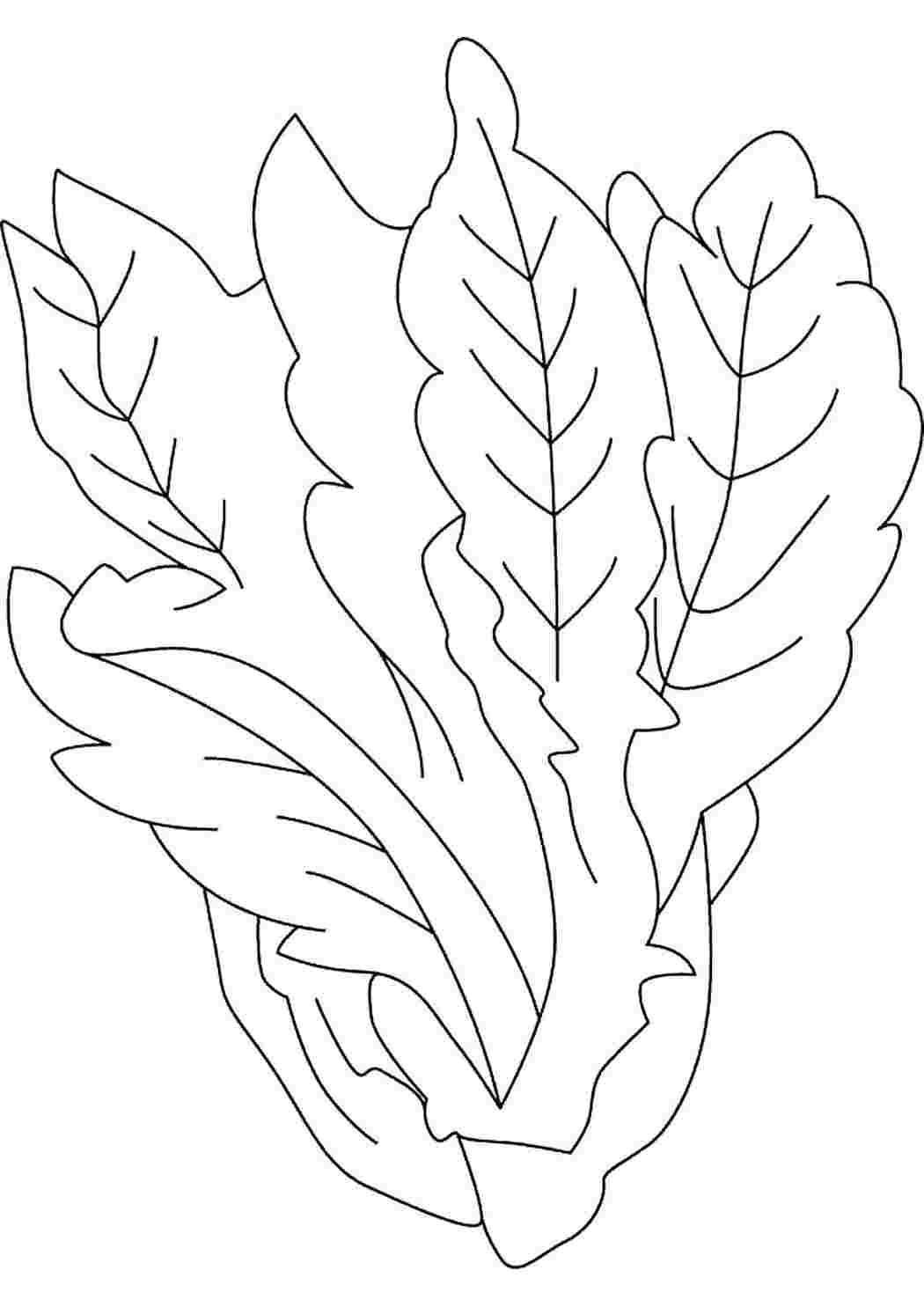Лист салата раскраска