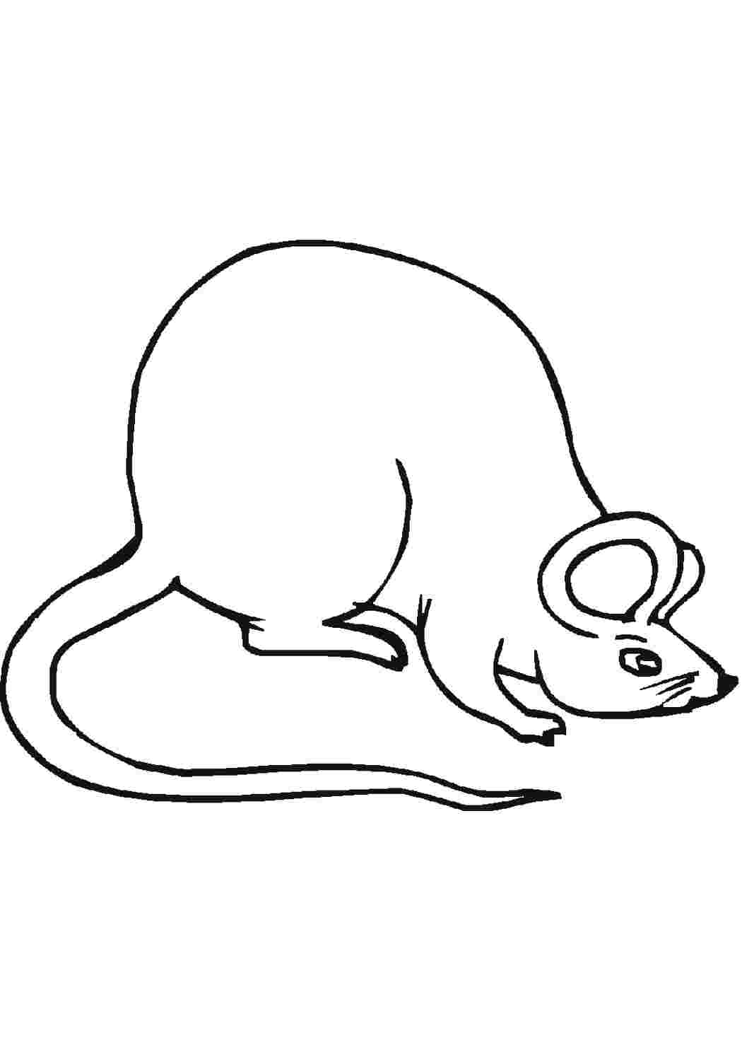 Раскраска мышь без хвоста