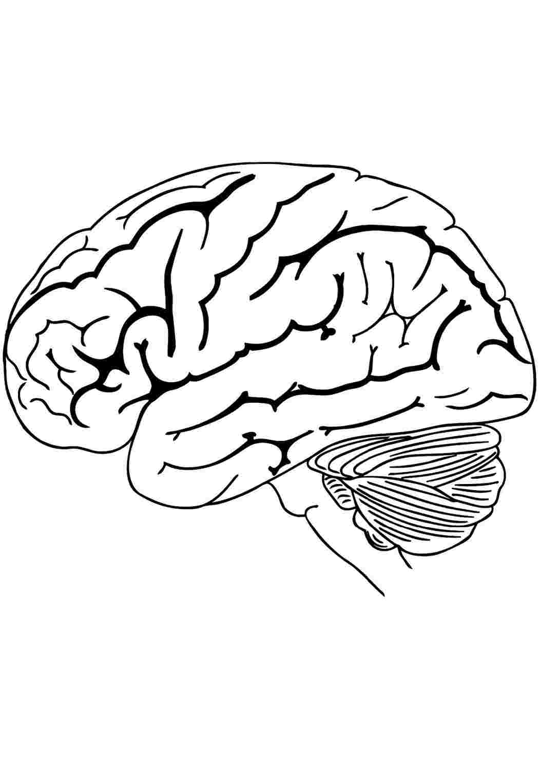 Бесплатные мозги. Мозг раскраска. Мозг рисунок. Мозг контур. Мозг нарисованный.