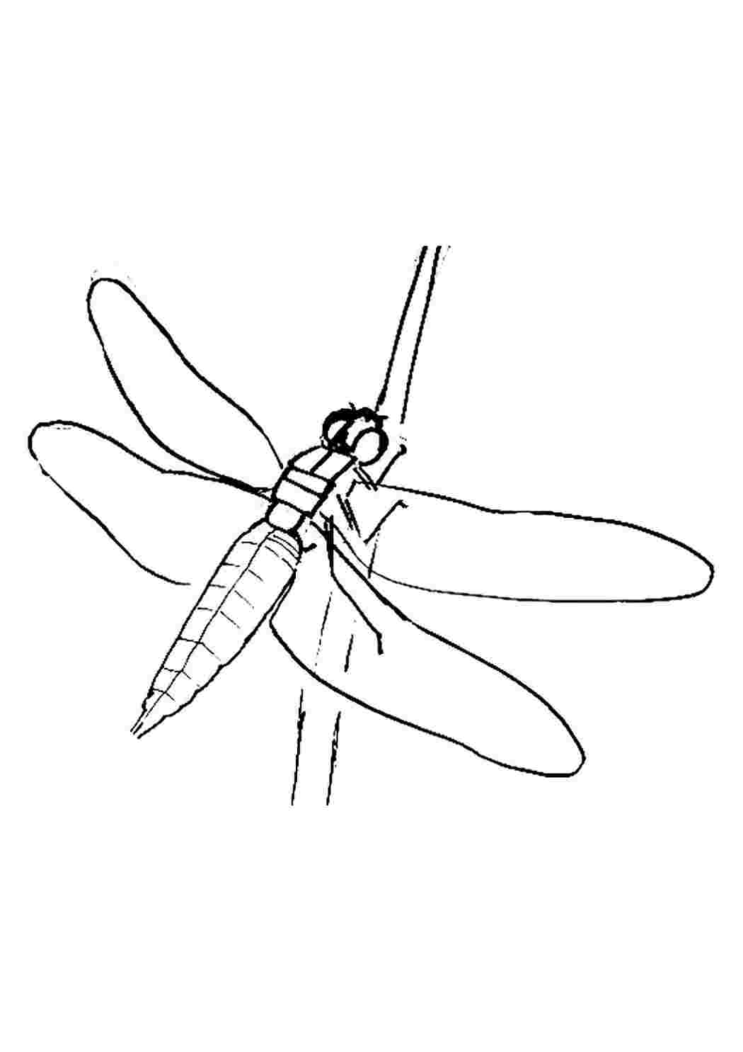 Детский рисунок стрекозы. Стрекоза. Стрекоза рисунок для детей карандашом. Схема рисования Стрекозы. Летающие насекомые раскраска.
