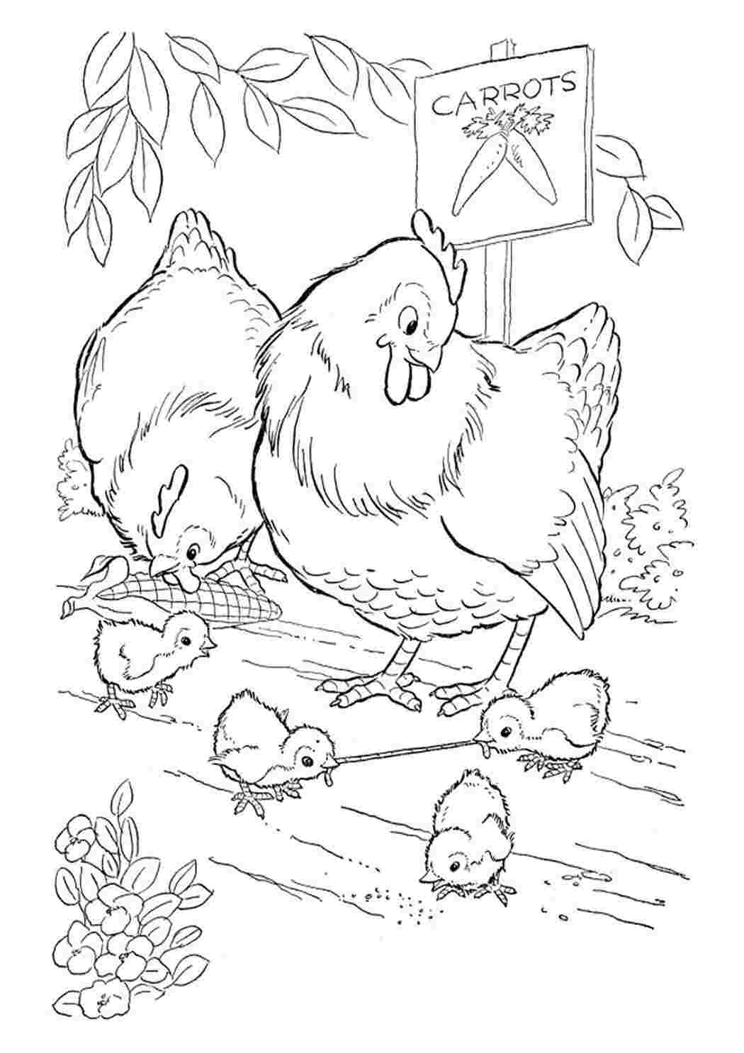 Курица с цыплятами раскраска для детей