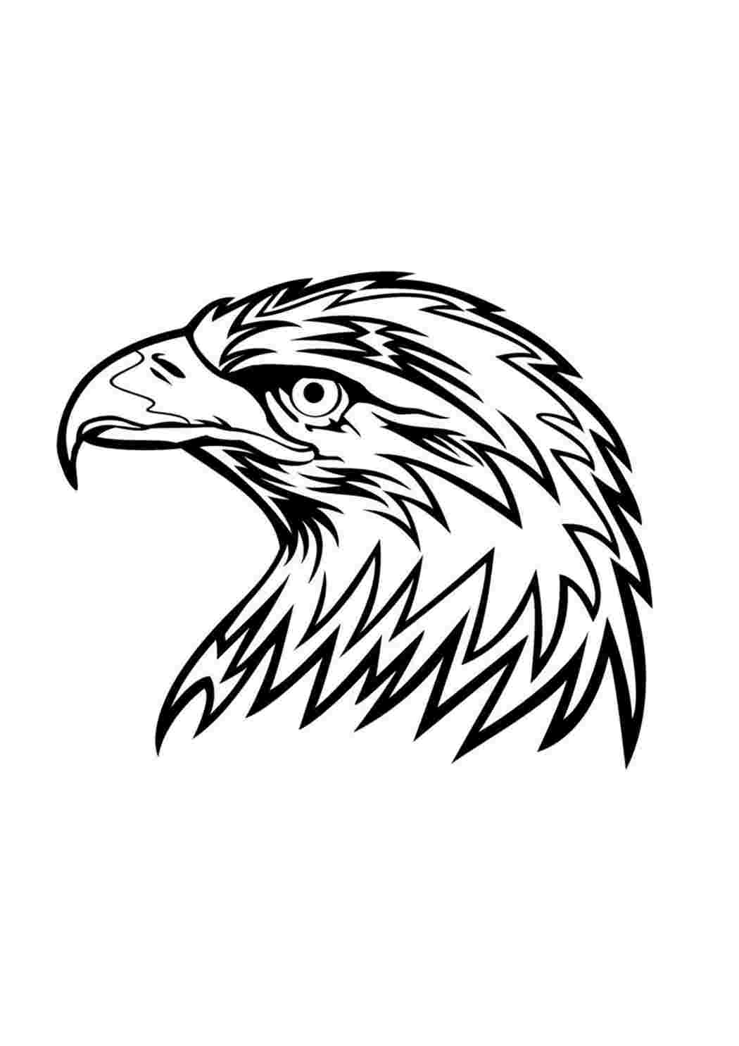 орел вектор. рисунки орлов. орел рисунок. птицы раскраска для детей. птицы раскраска для детей.
