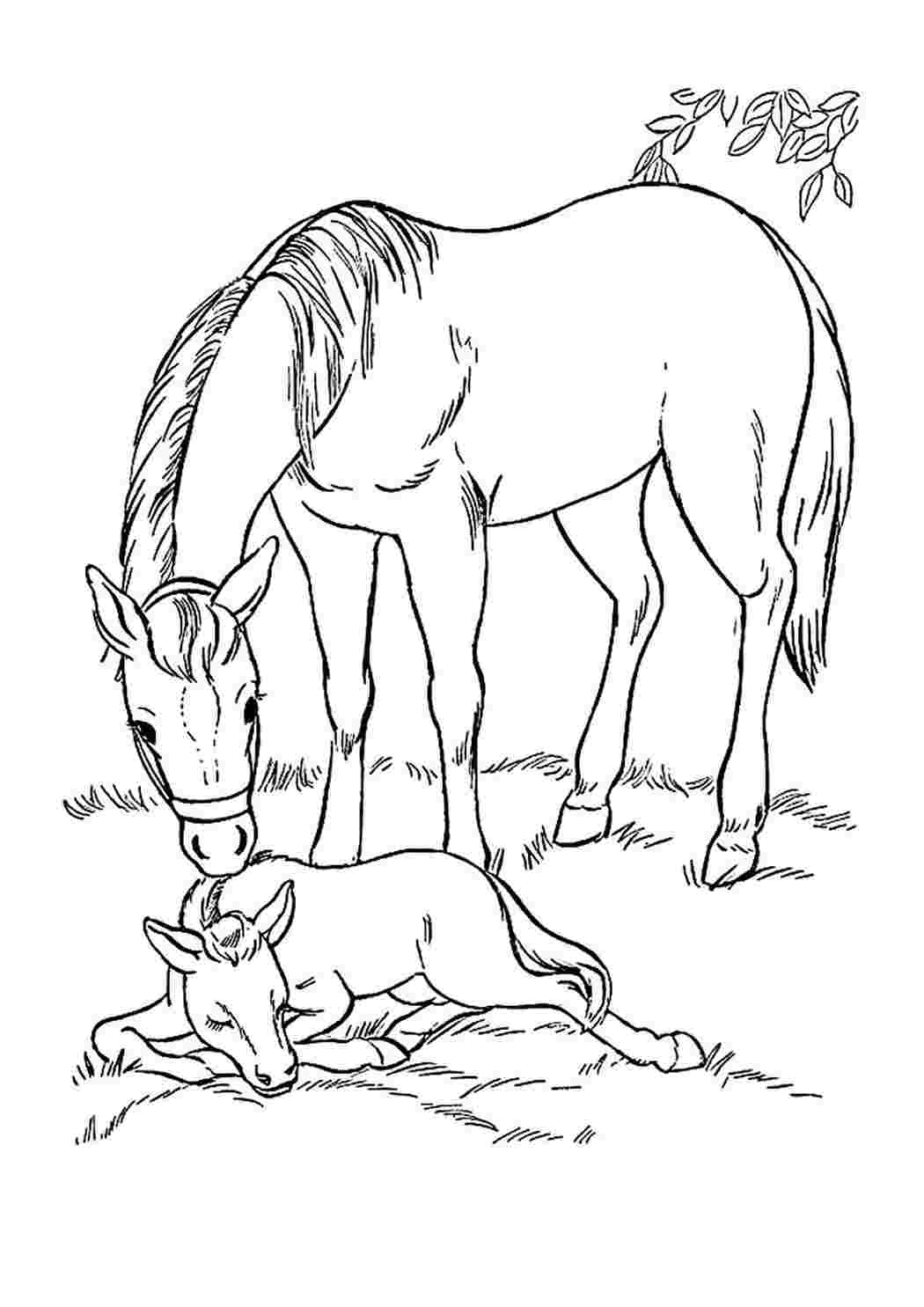 Лошадка с жеребенком раскраска для детей
