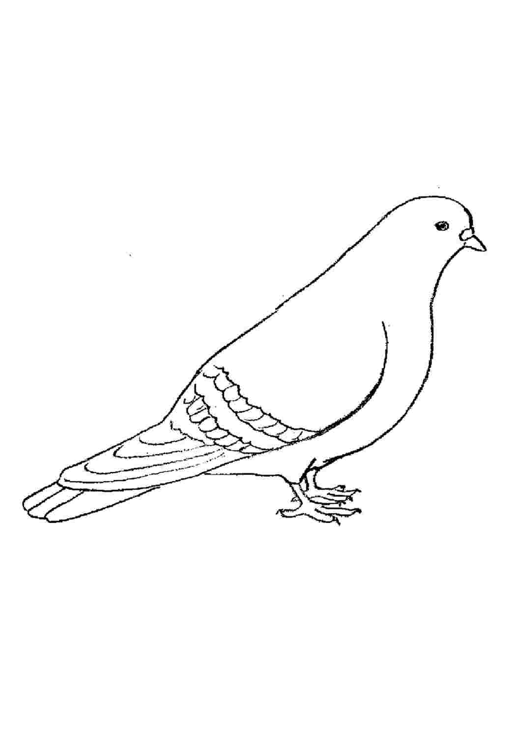 Голубь рисунок карандашом
