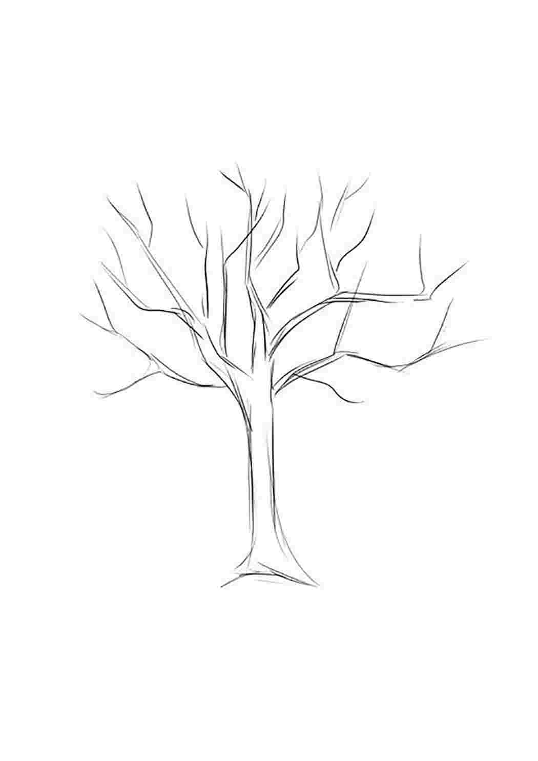 Дерево для срисовки карандашом без листвы