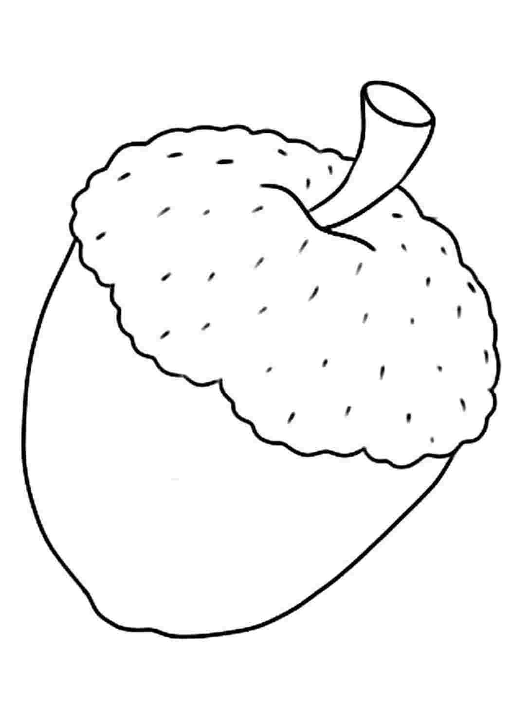 Орех Желудь яблоко раскраска