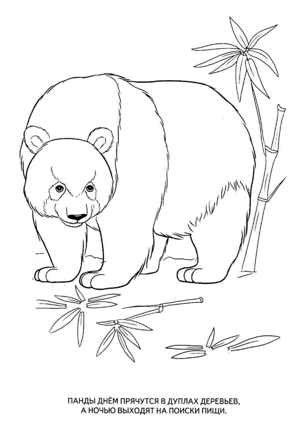 Животные красной книги раскраска Панда