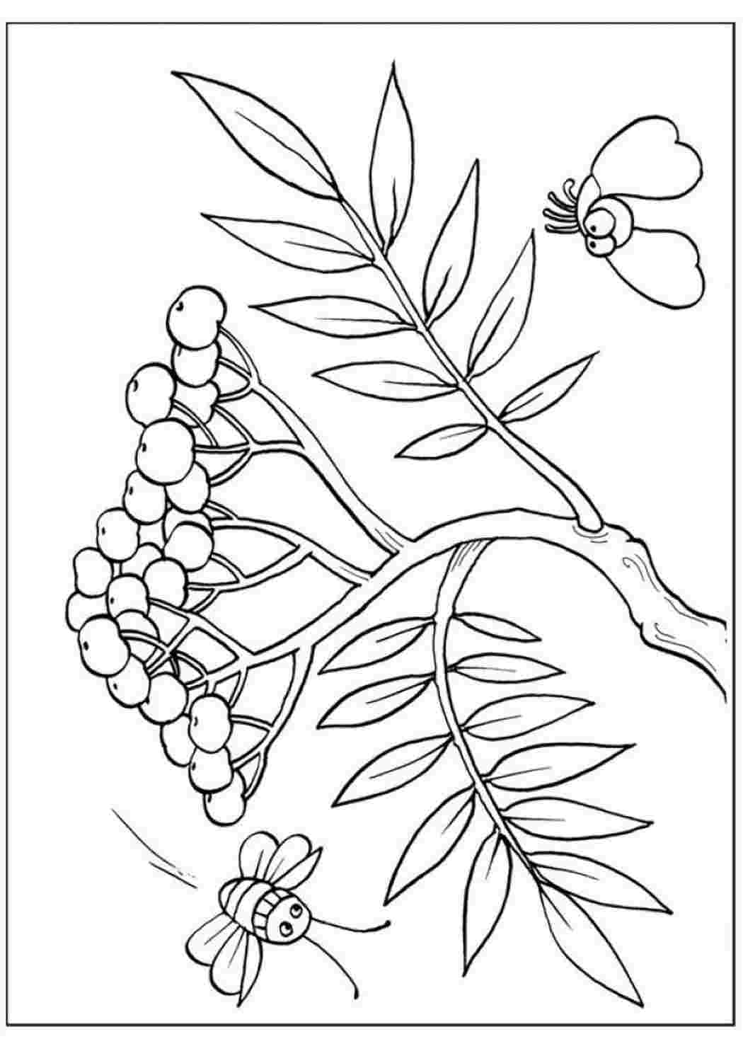 Рябина рисунок раскраска