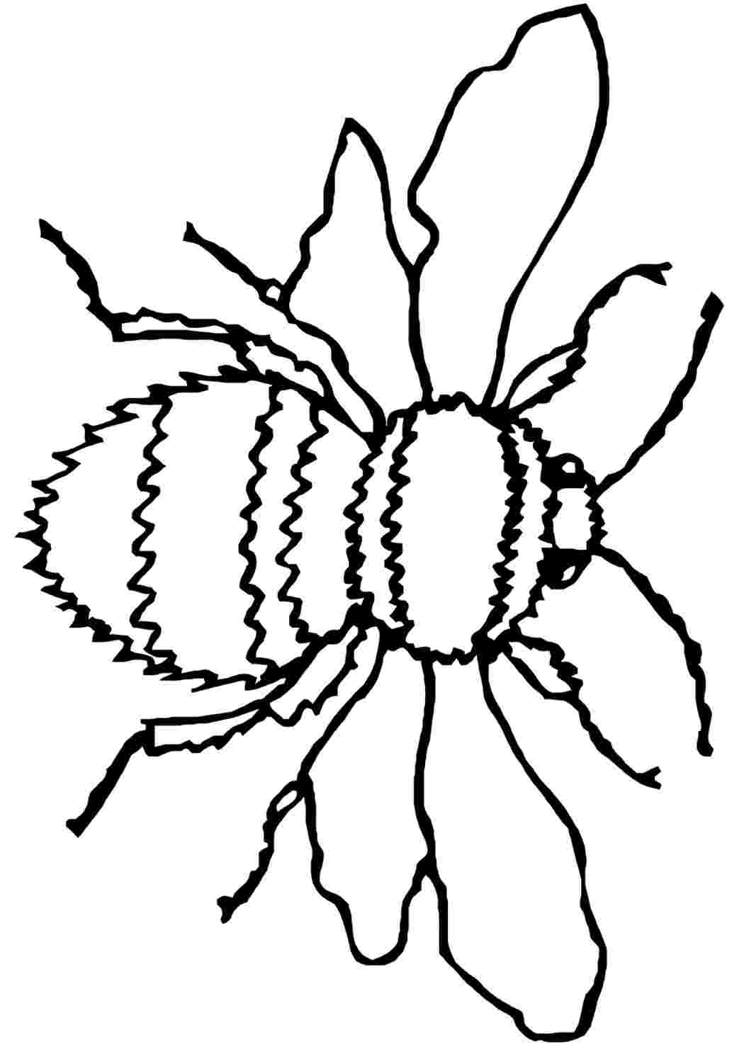 Шмель картинка раскраска