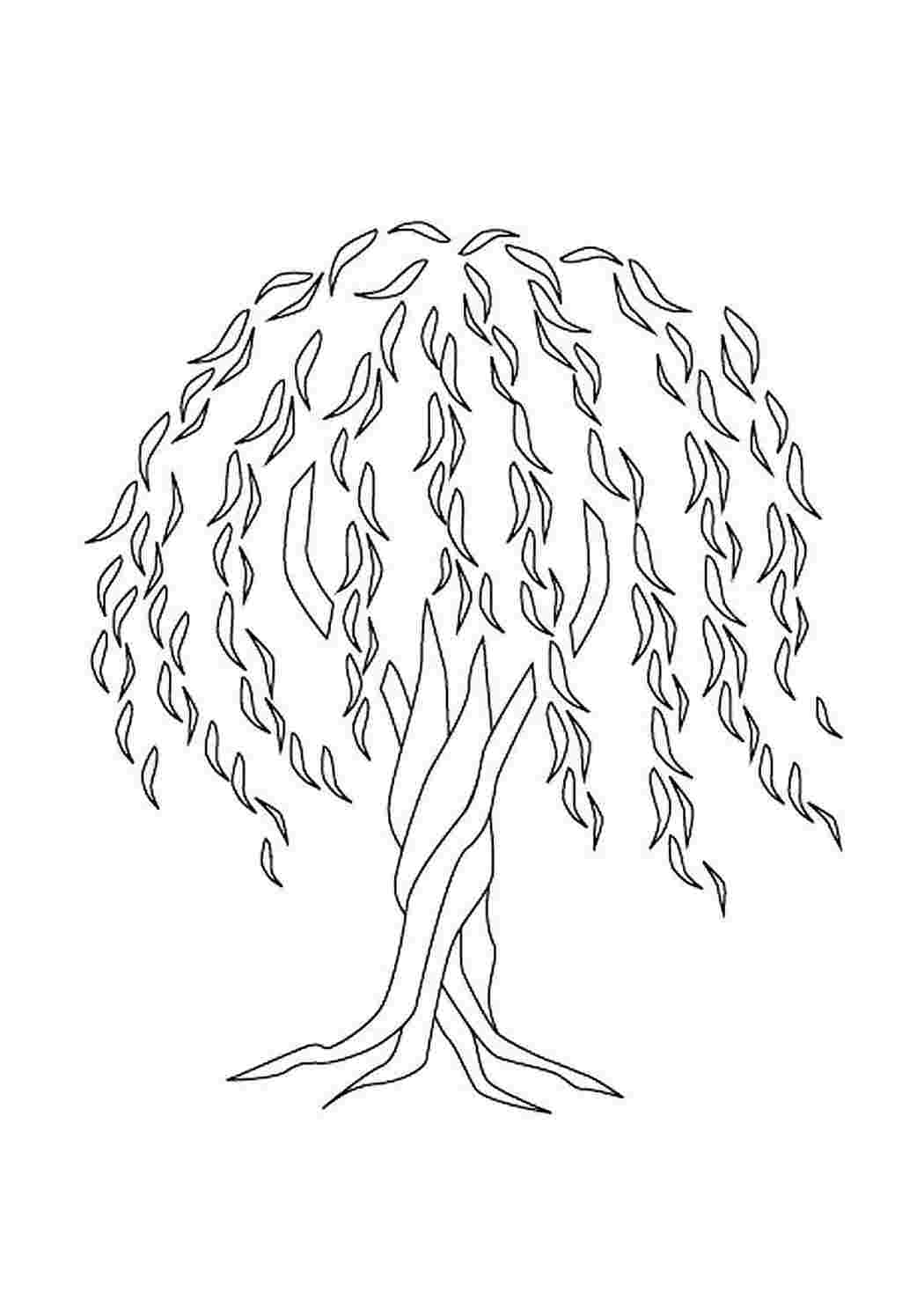 Раскраска дерево Ива плакучая