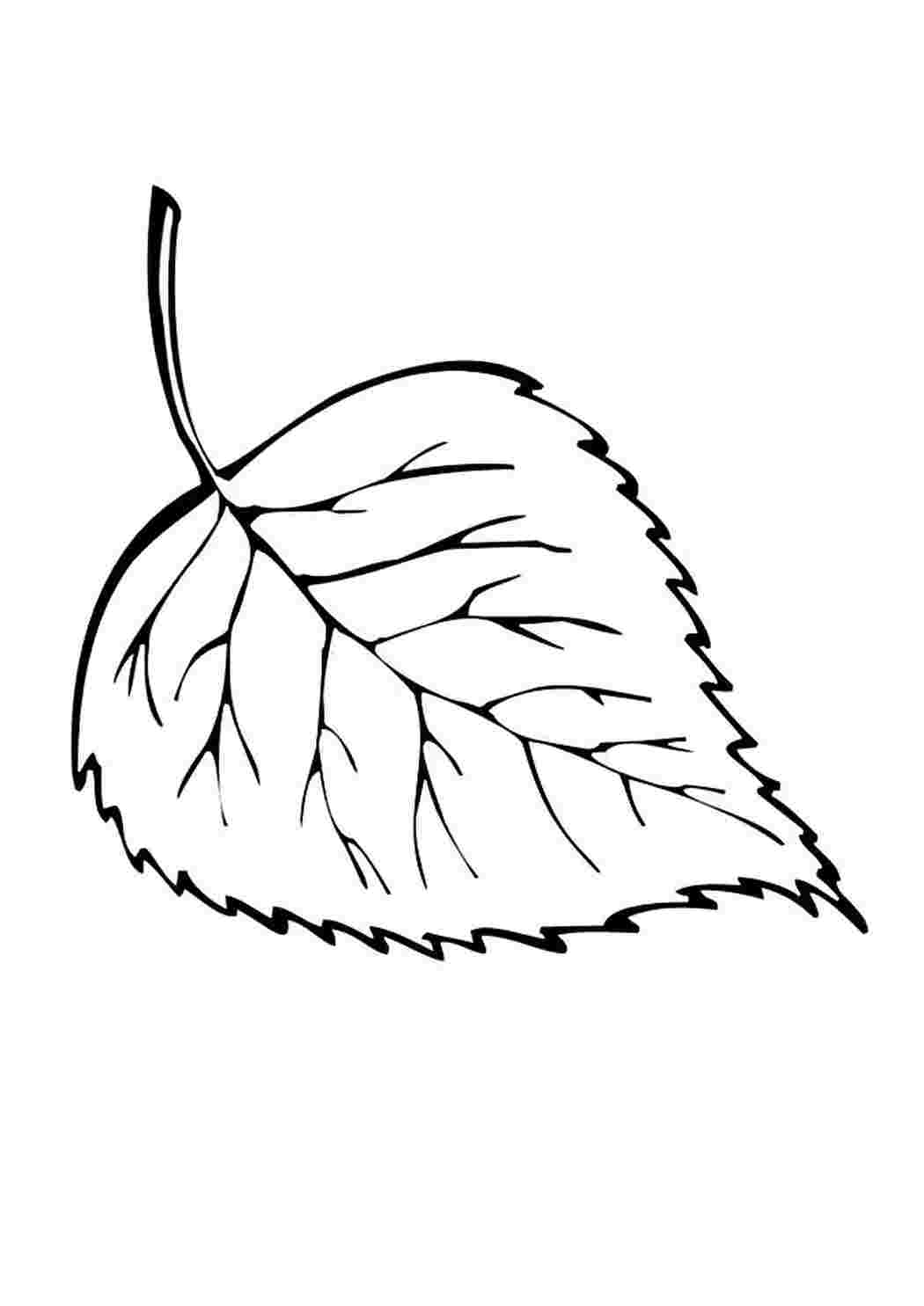 Лист липы рисунок