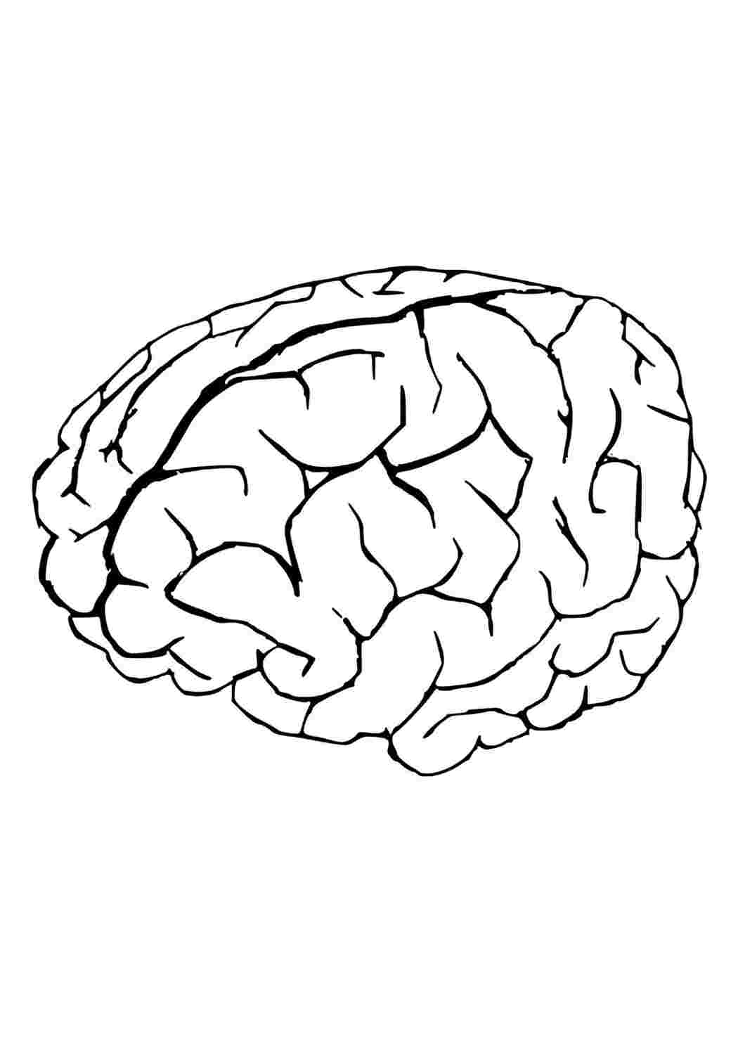R brain