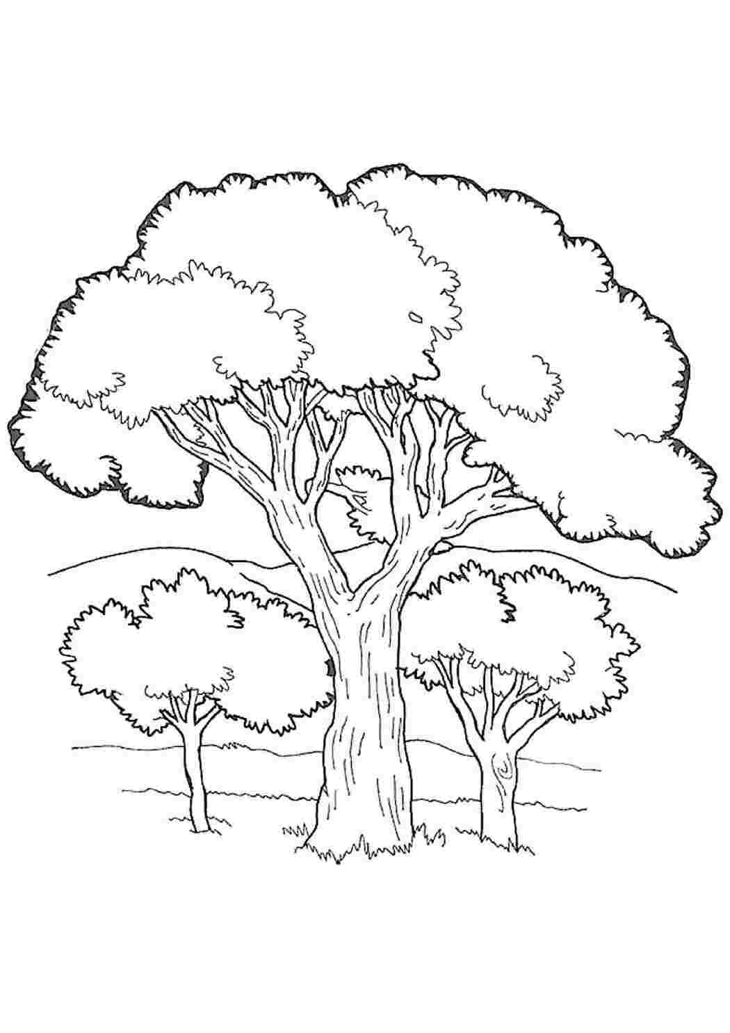 Дерево дуб рисунок для детей раскраска