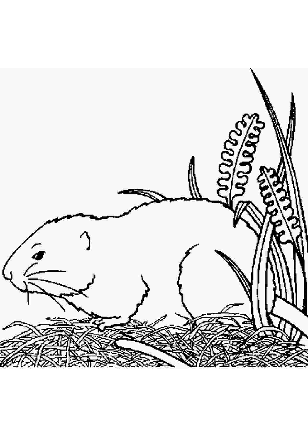 Как нарисовать лемминга. Лемминги морская Свинка. Лемминг раскраска. Раскраска морская Свинка. Лемминг раскраска для детей
