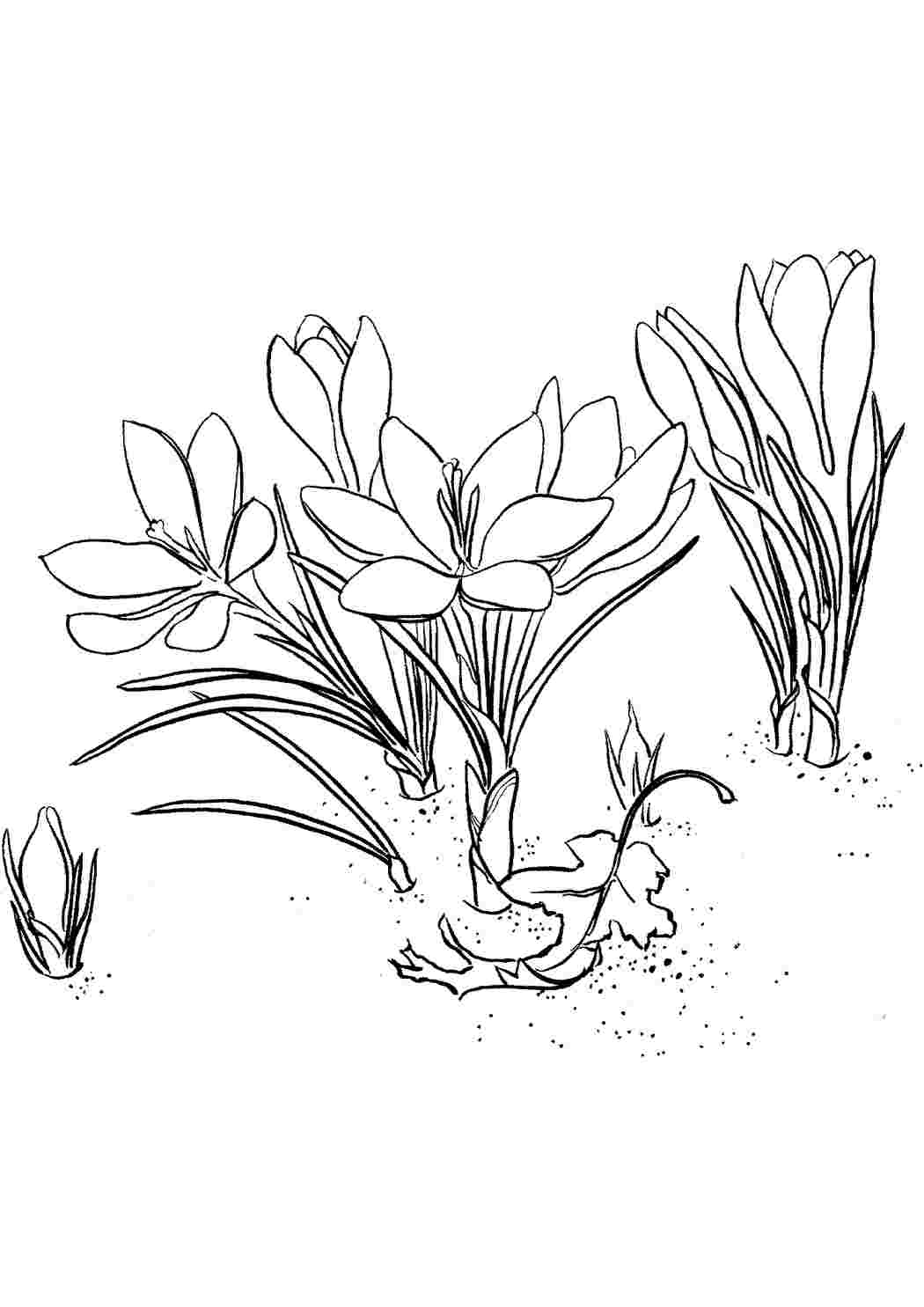 Цветок крокус раскраска. Первоцвет Крокус белый. Раннецветущие растения Крокус. Растение первоцвет весенний черно белая. Подснежник раскраска.