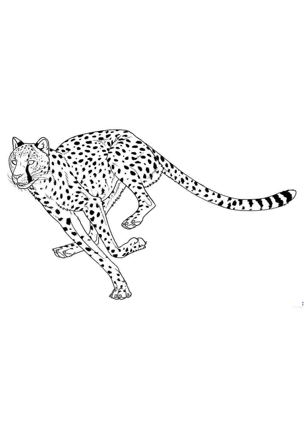 Раскраски леопардов