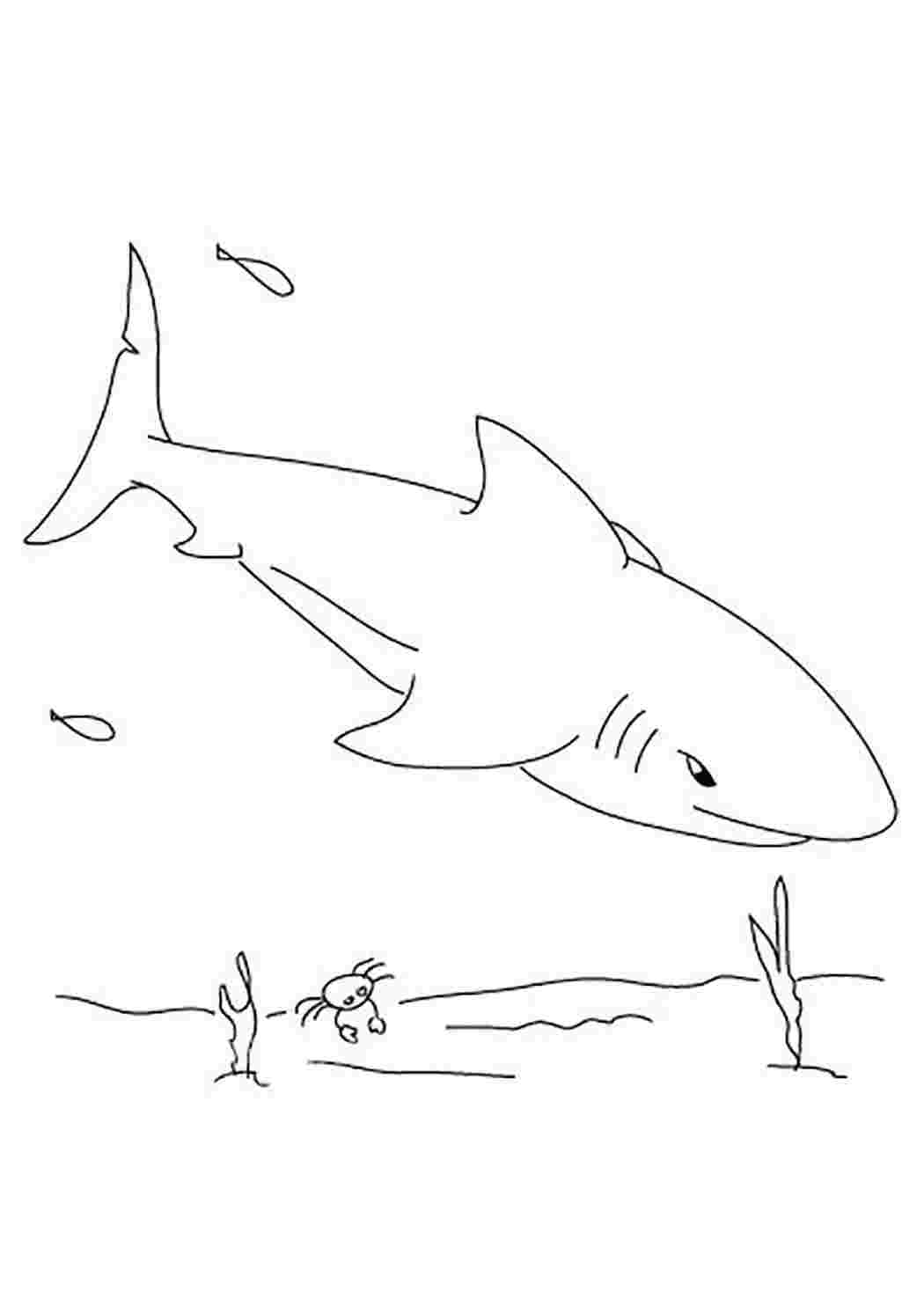 Поэтапное рисование акулы