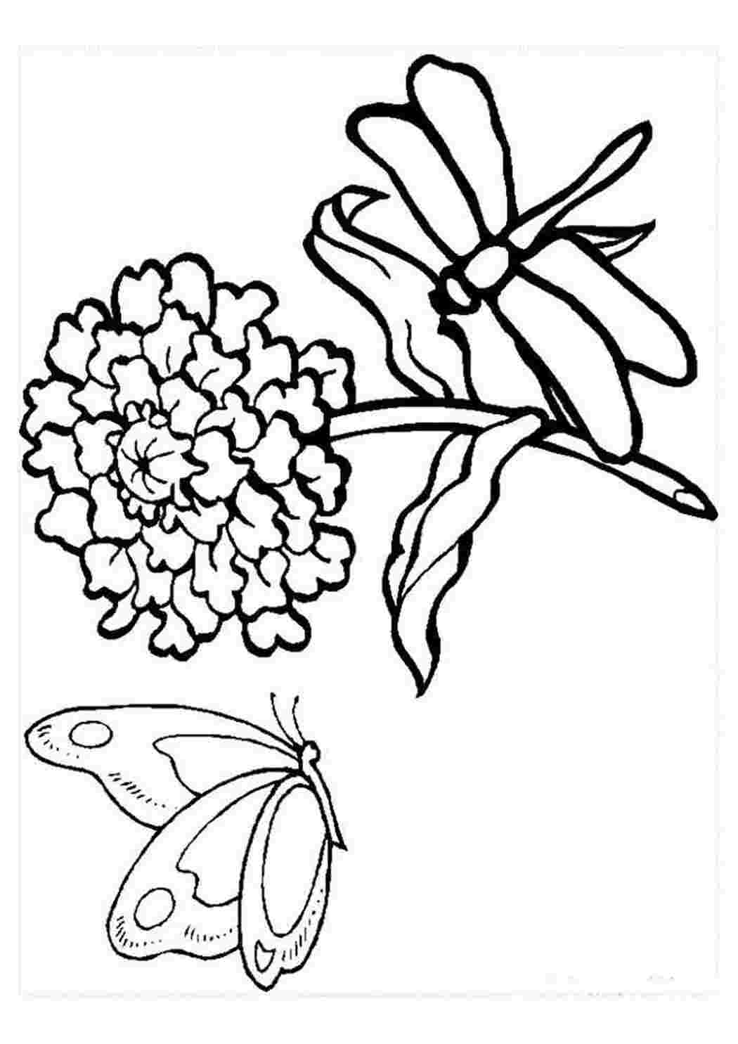 Детская раскраска цветы и бабочки