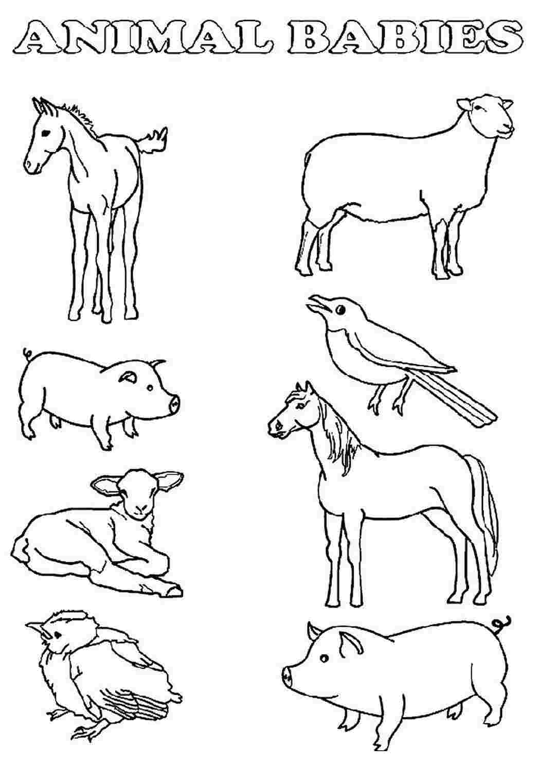 Схематичное изображение животных