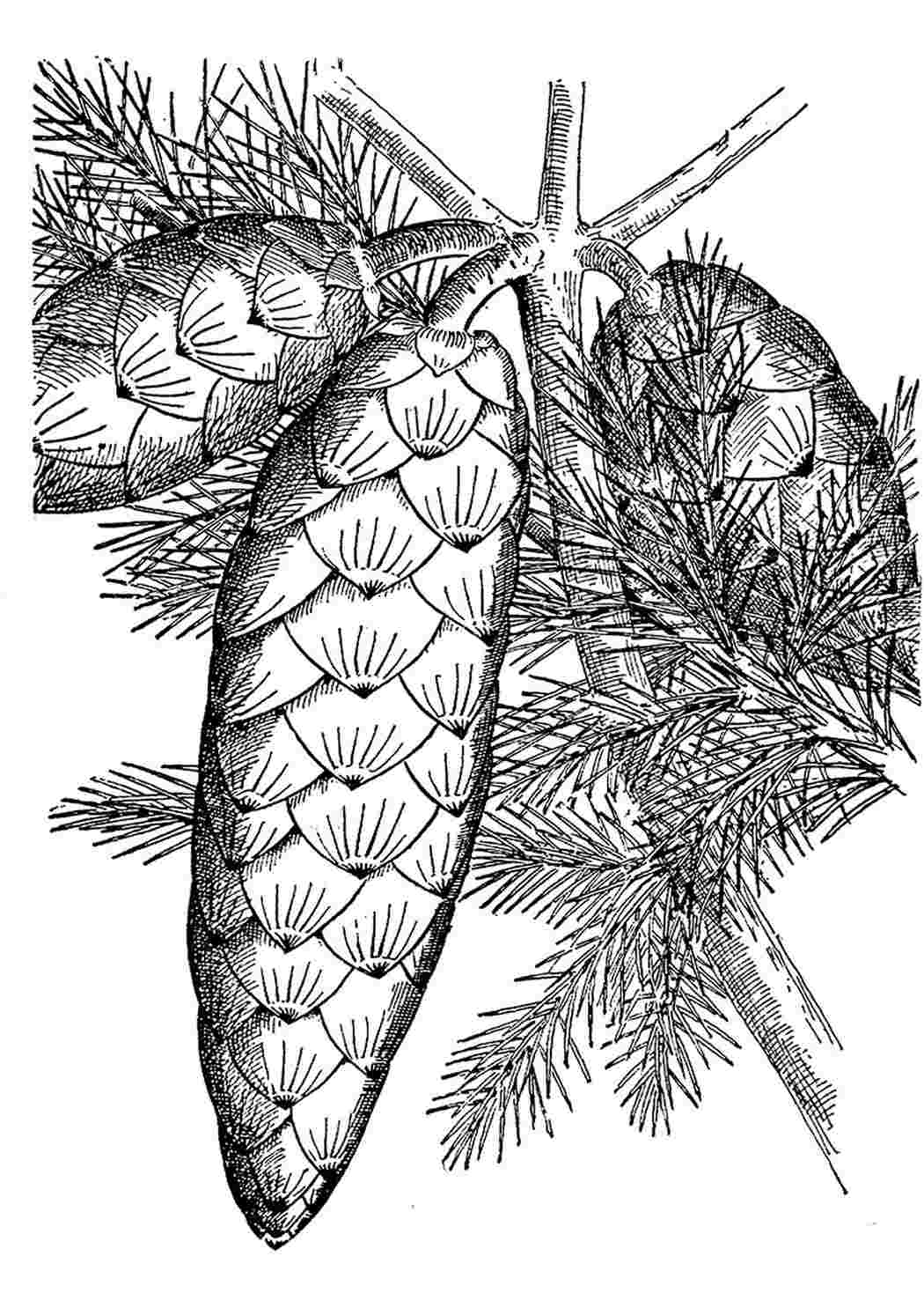 Рисунки шишек и хвои разных деревьев. Шишки раскраска. Еловая шишка. Нарисовать еловую шишку. Еловые шишки раскраска.