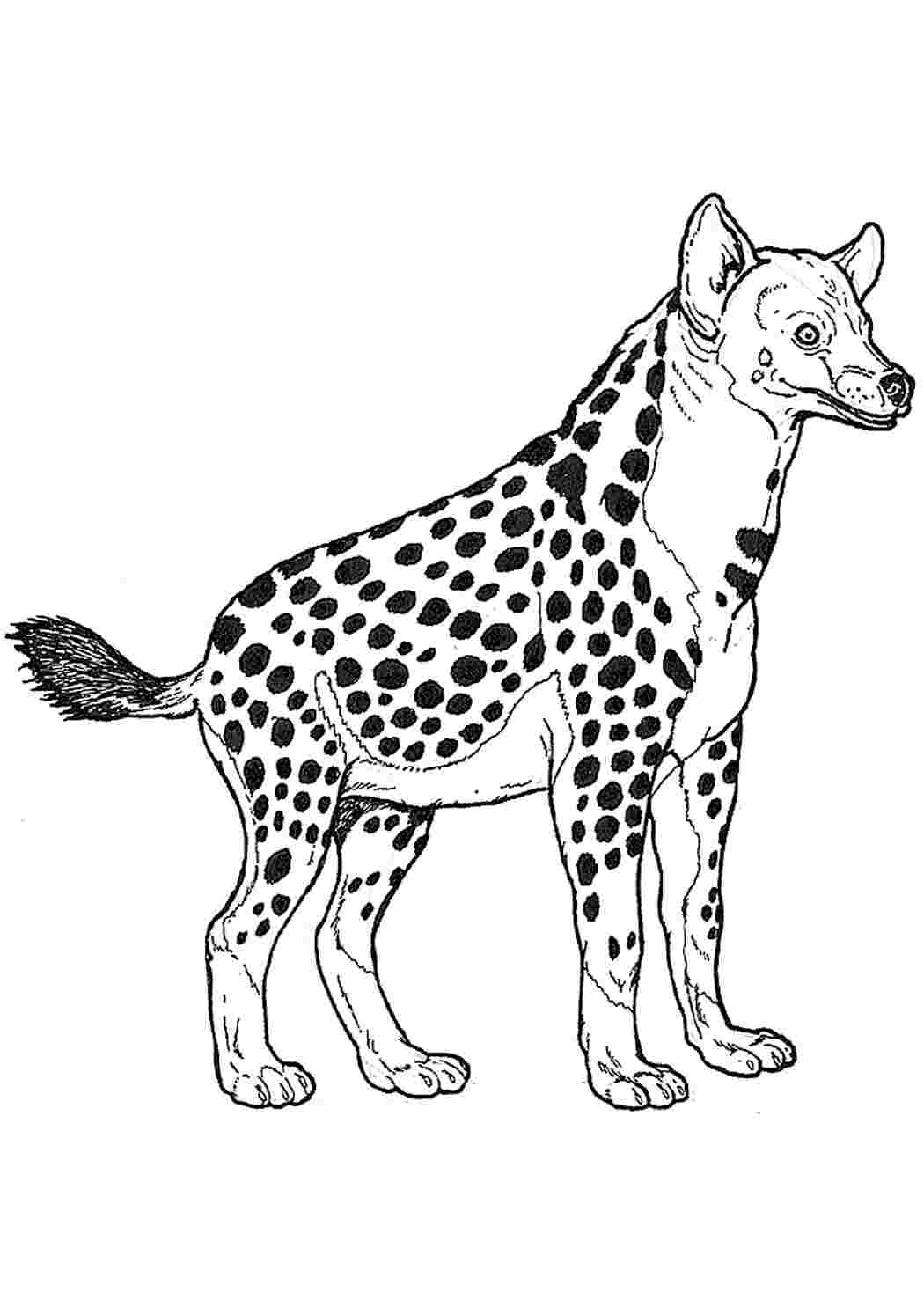 Гиена рисунок