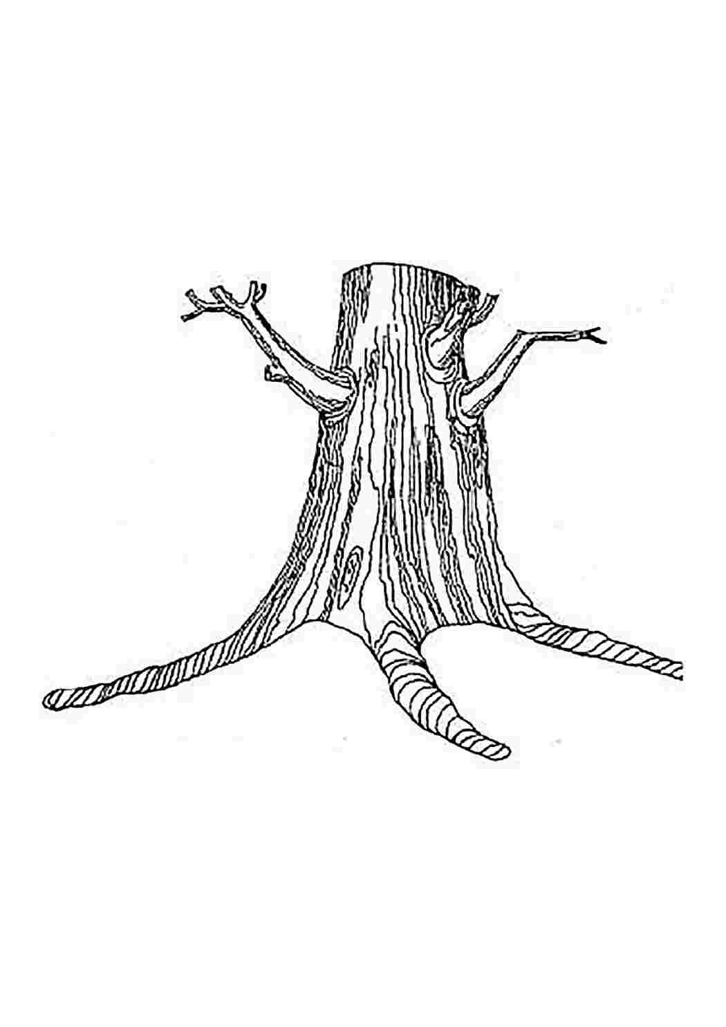 Ствол дерева с корнями