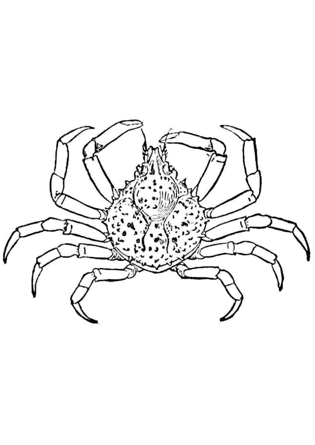 Раскраска гигантский паук