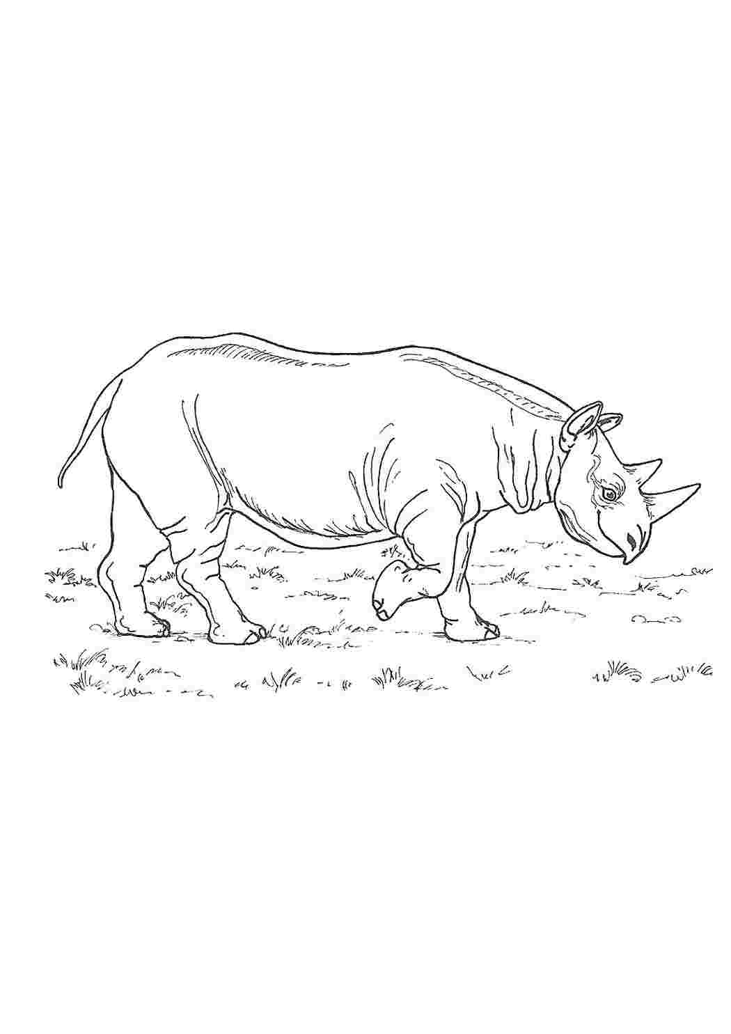 Носорог рисунок раскраска