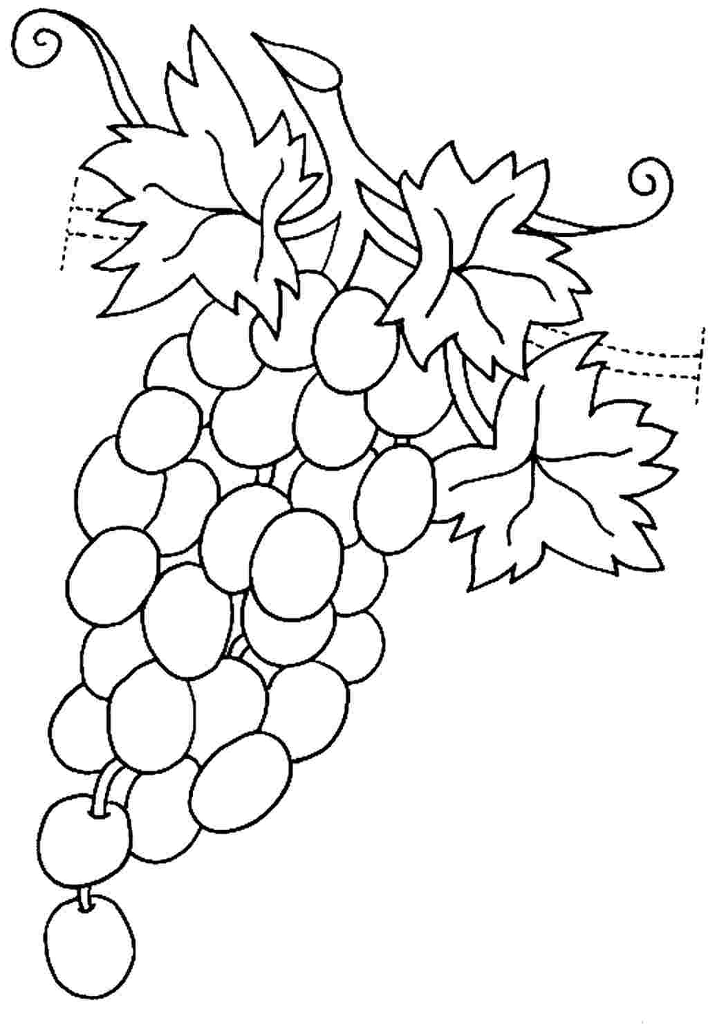 Раскраска гроздь винограда для детей